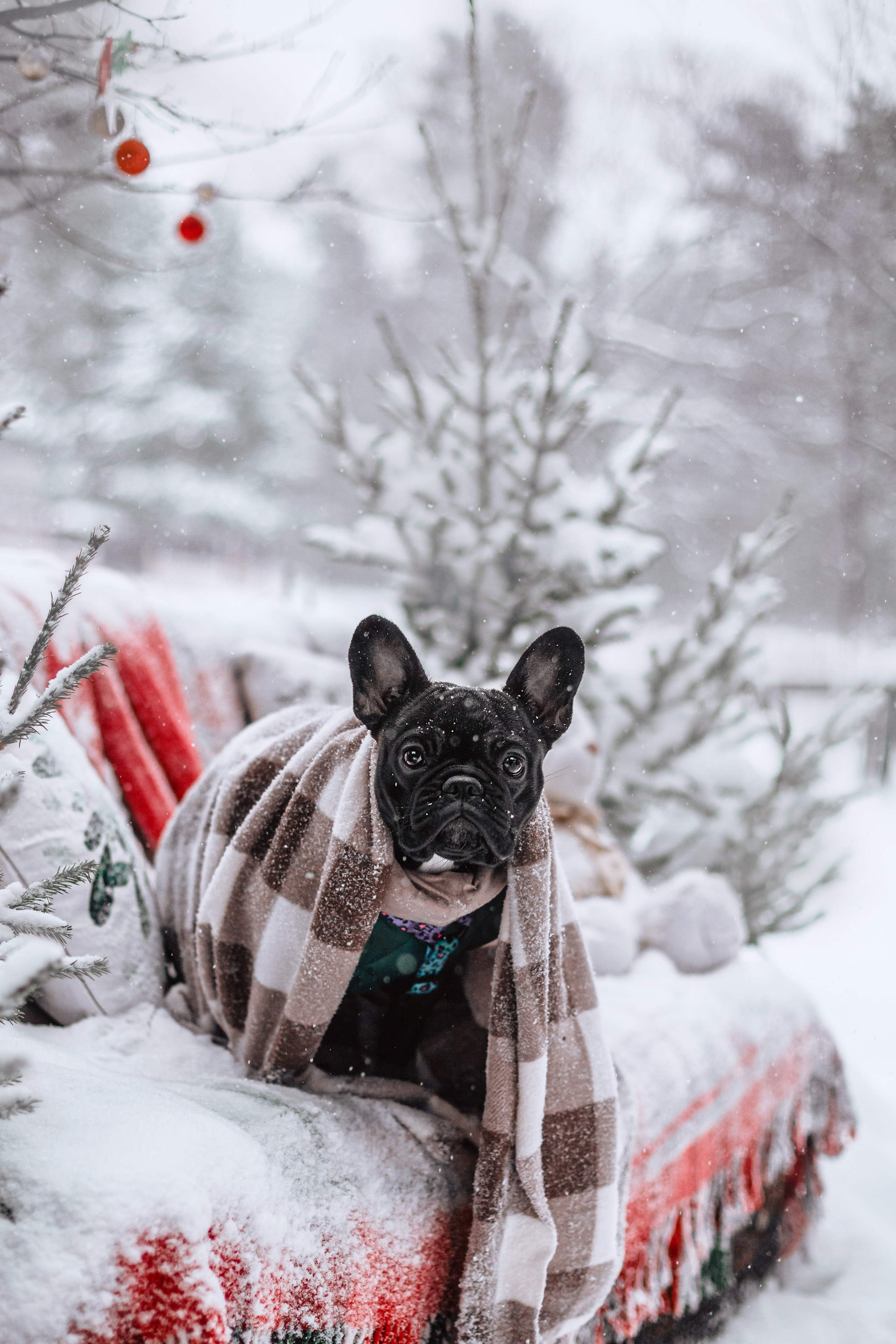 Кантри Хаус. Фотограф-анималист Татьяна Степанова