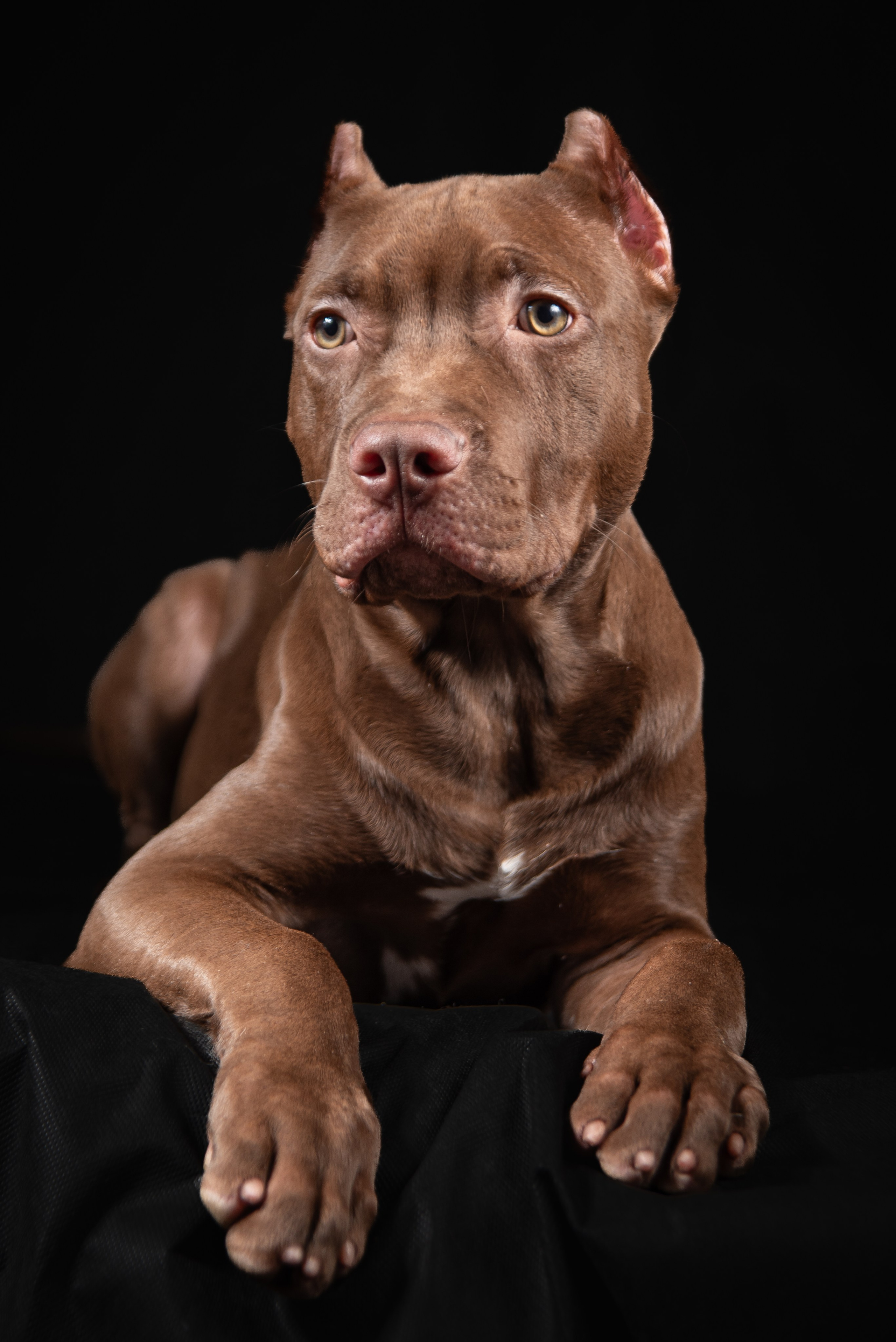 Фотосессия собак на чёрном фоне. Фотограф Макс Огурцов в Нижнем Новгороде