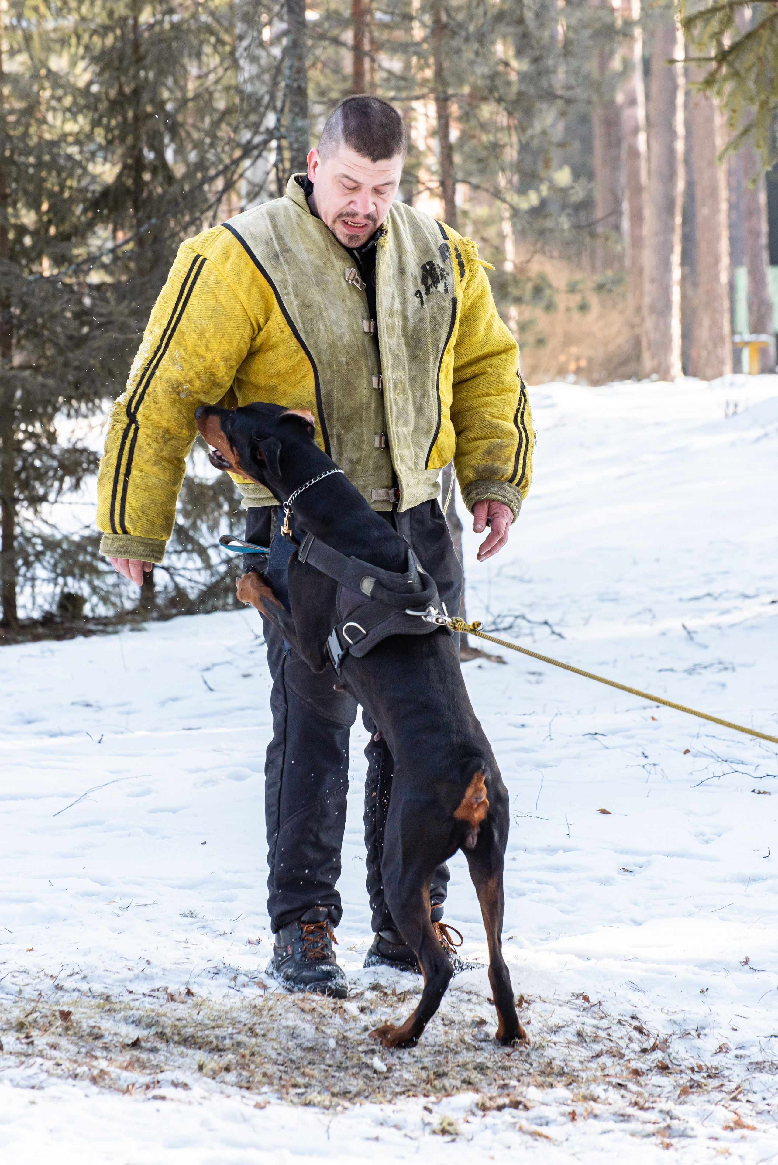 Фотосъёмка с собаками в Кинологическом лагере. Фотограф Макс Огурцов в Нижнем Новгороде