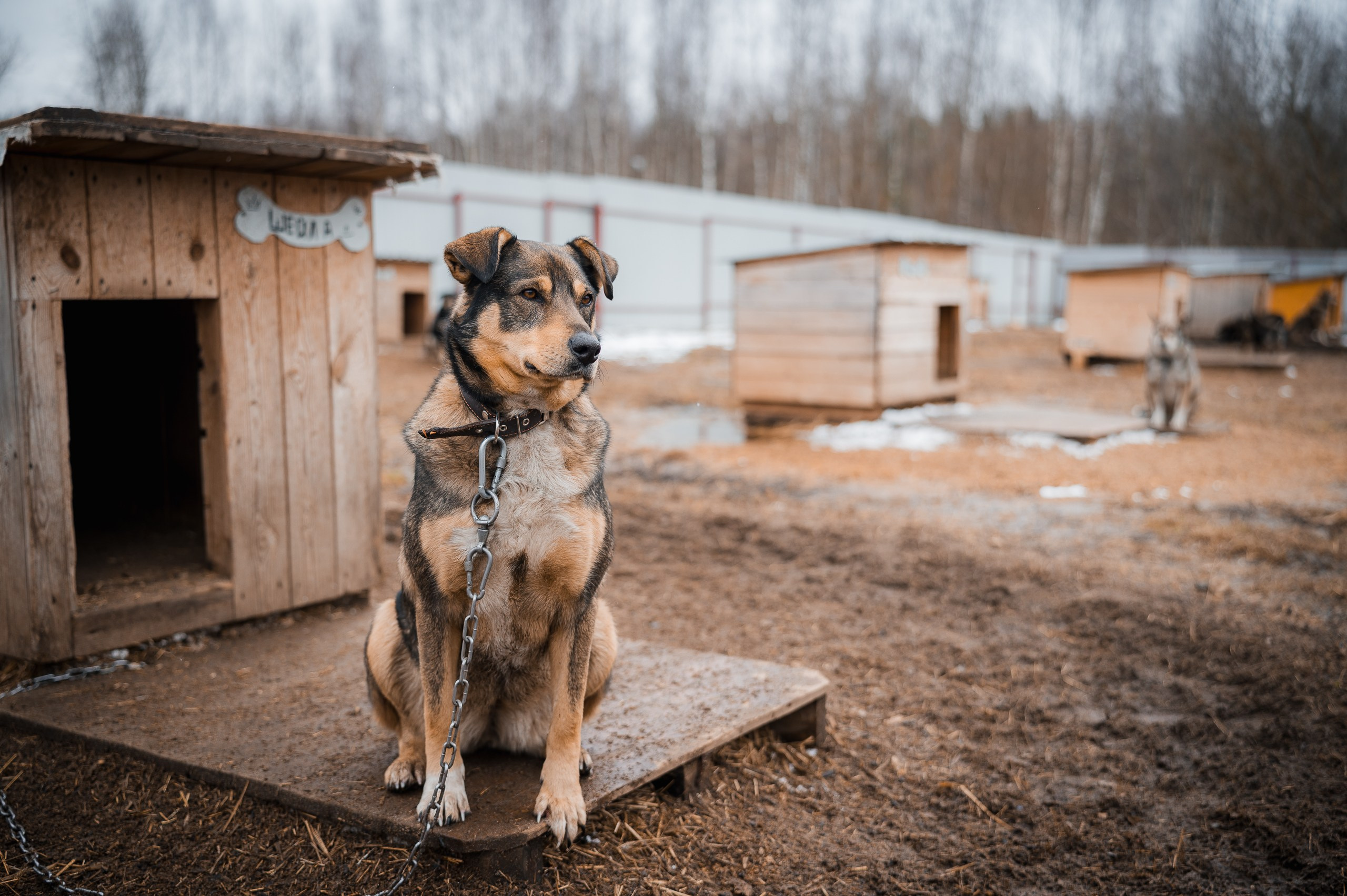 Шейла. Улыбка собаки — спасение и пристройство бездомных собак