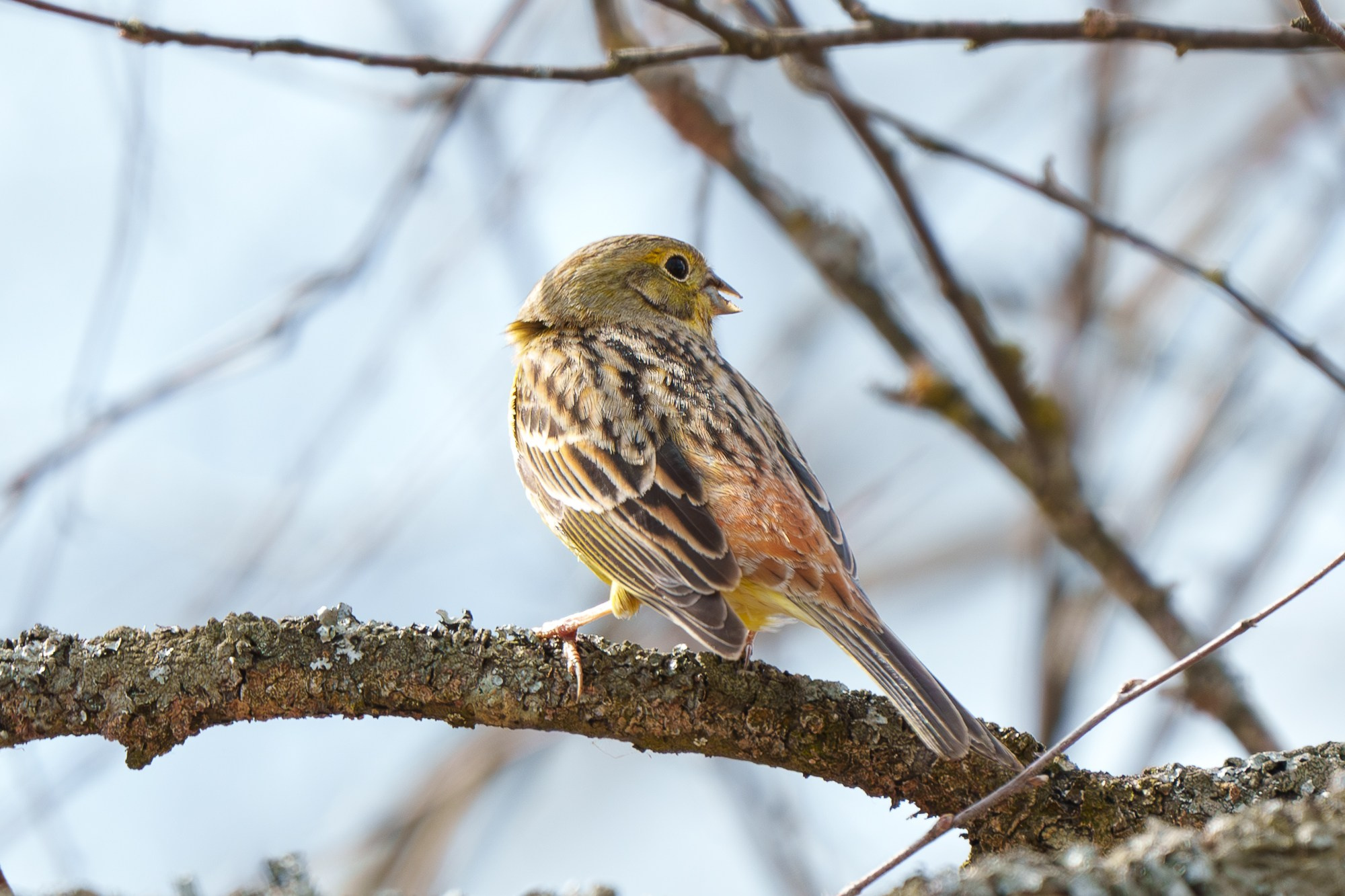Удивительные мир птиц. Вокруг нас столько прекрасного — присмотритесь!. Ваш личный фотограф Марина Волкова