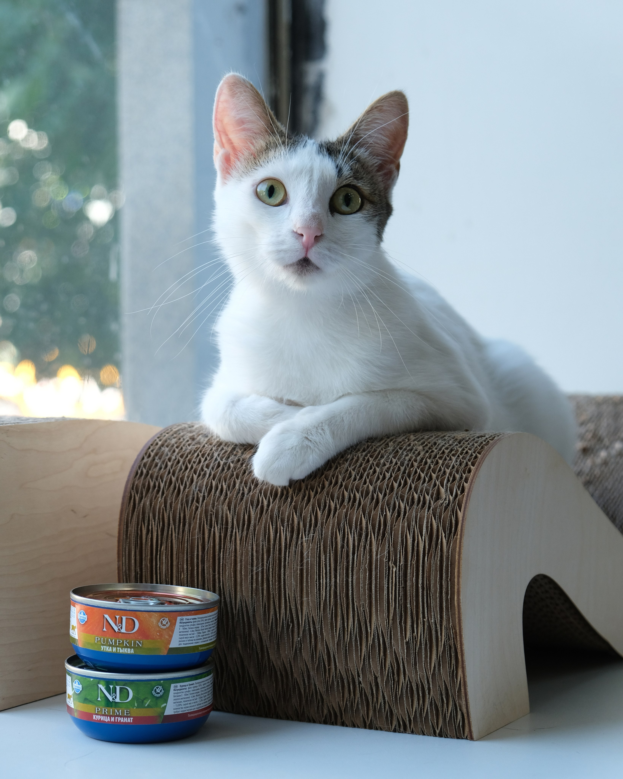 Farmina Pet Fods. Anna Prokhorova Photography