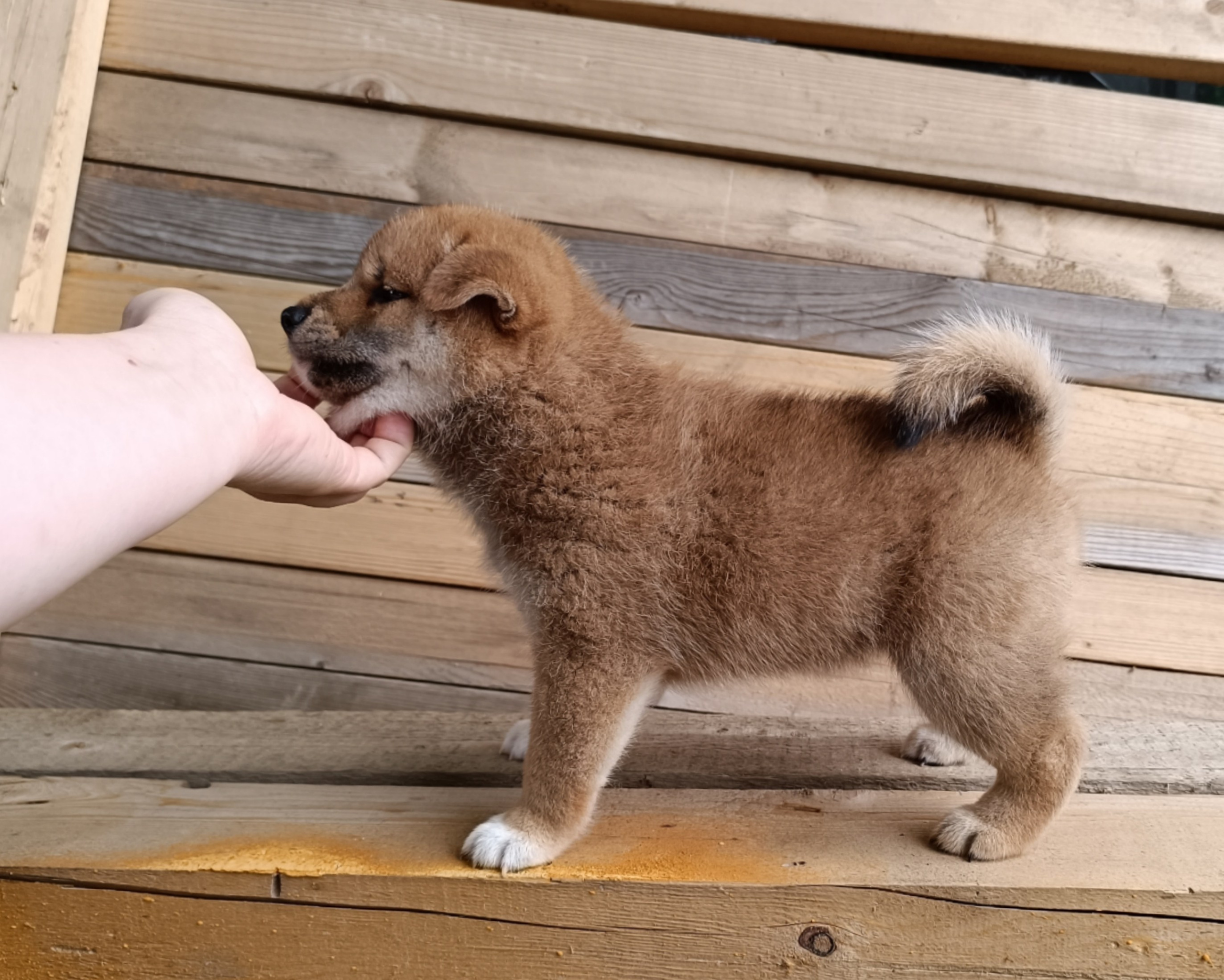 сиба питомник Рубилайт щенки на продажу rubylight  сиба щенки купить СПб Санкт-Петербург