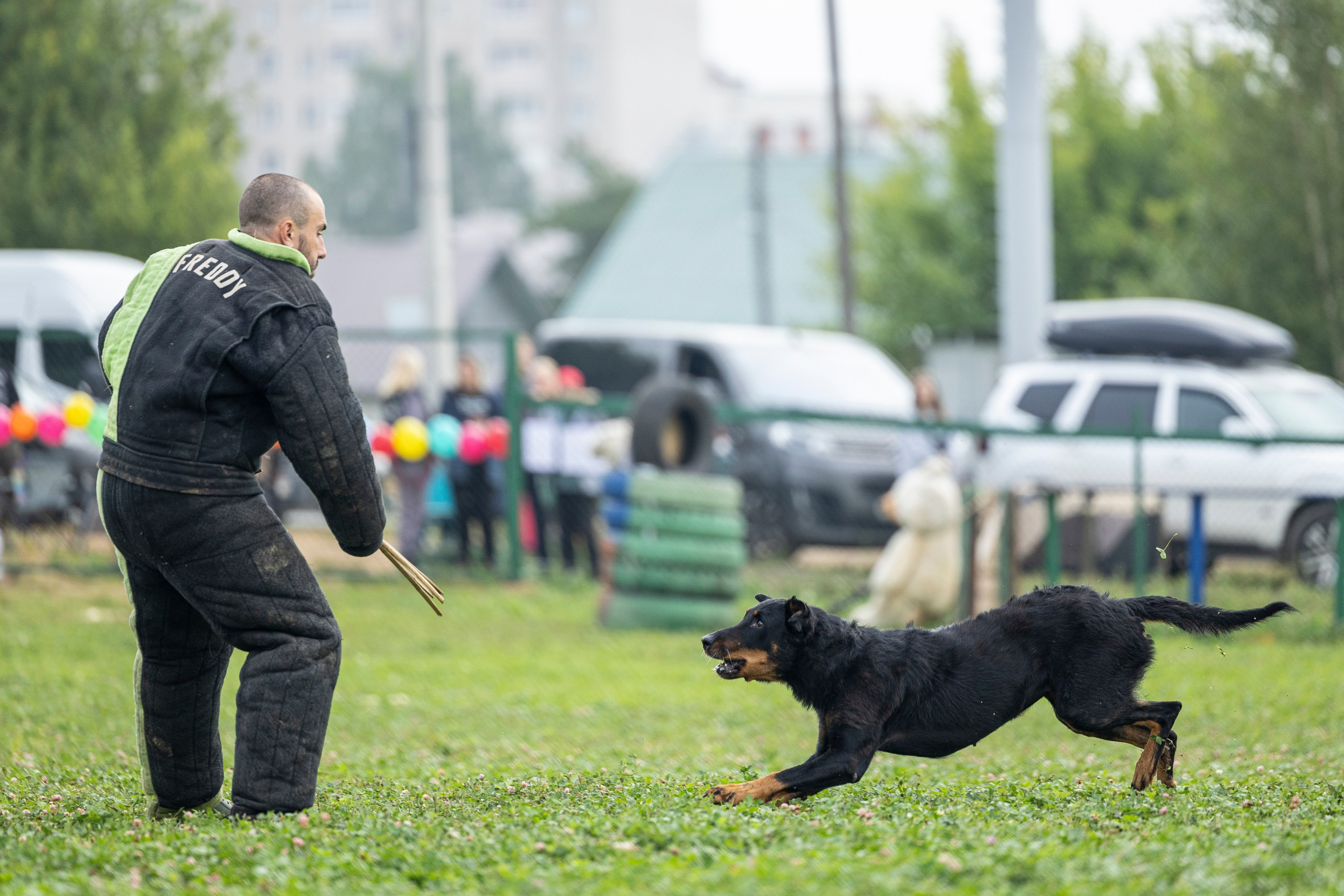 Соревнования по Мондьорингу г. Вологда 10-11.08.2024. Фотограф-анималист Анна Маринич