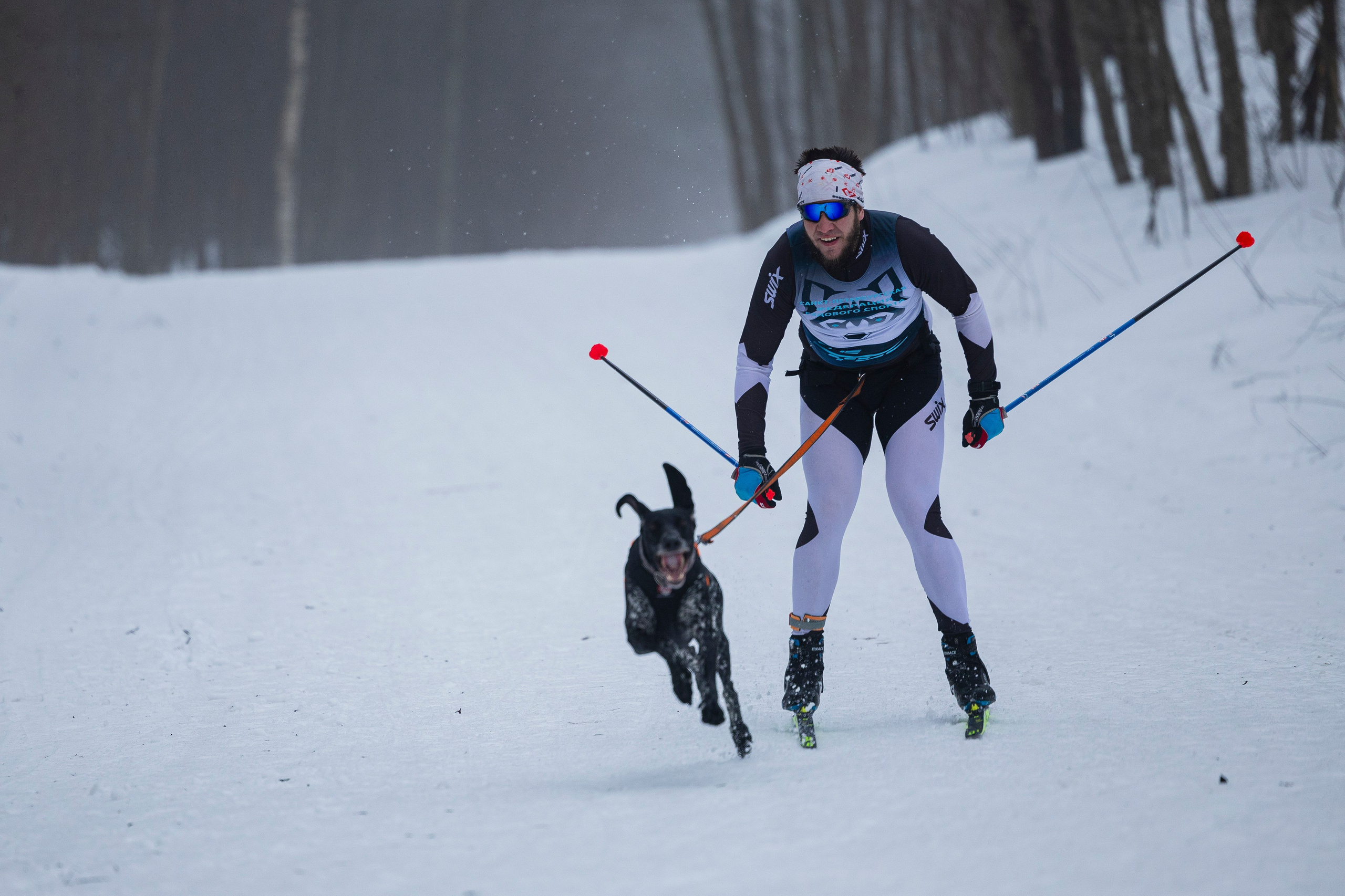 Зимний Чемпионат Санкт-Петербурга по ездовому спорту. Фотограф-анималист Анна Маринич