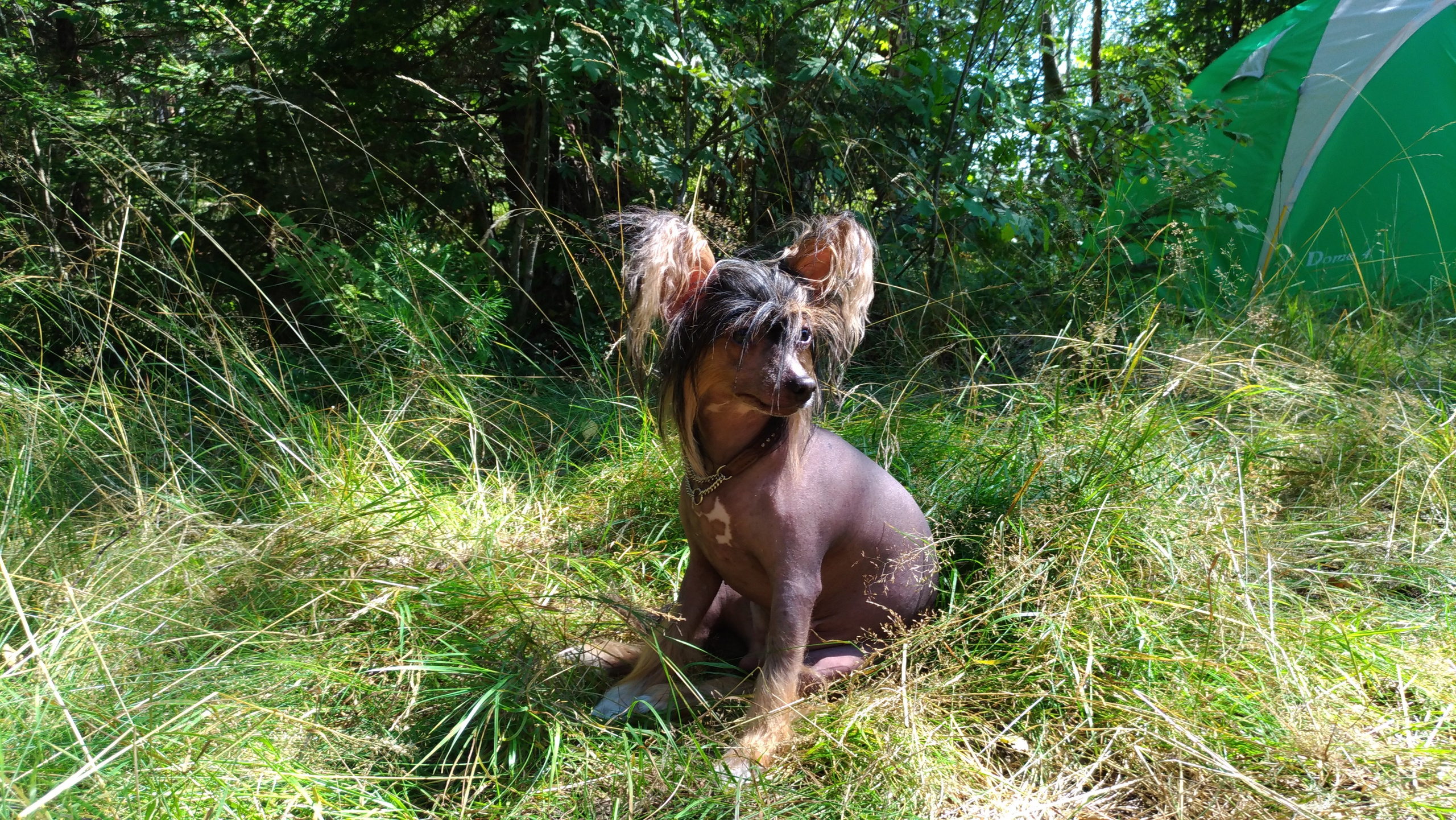 Hike to Konakovo. Poale Ell Chinese Crested Dog Kennel: Buy a puppy from the kennel