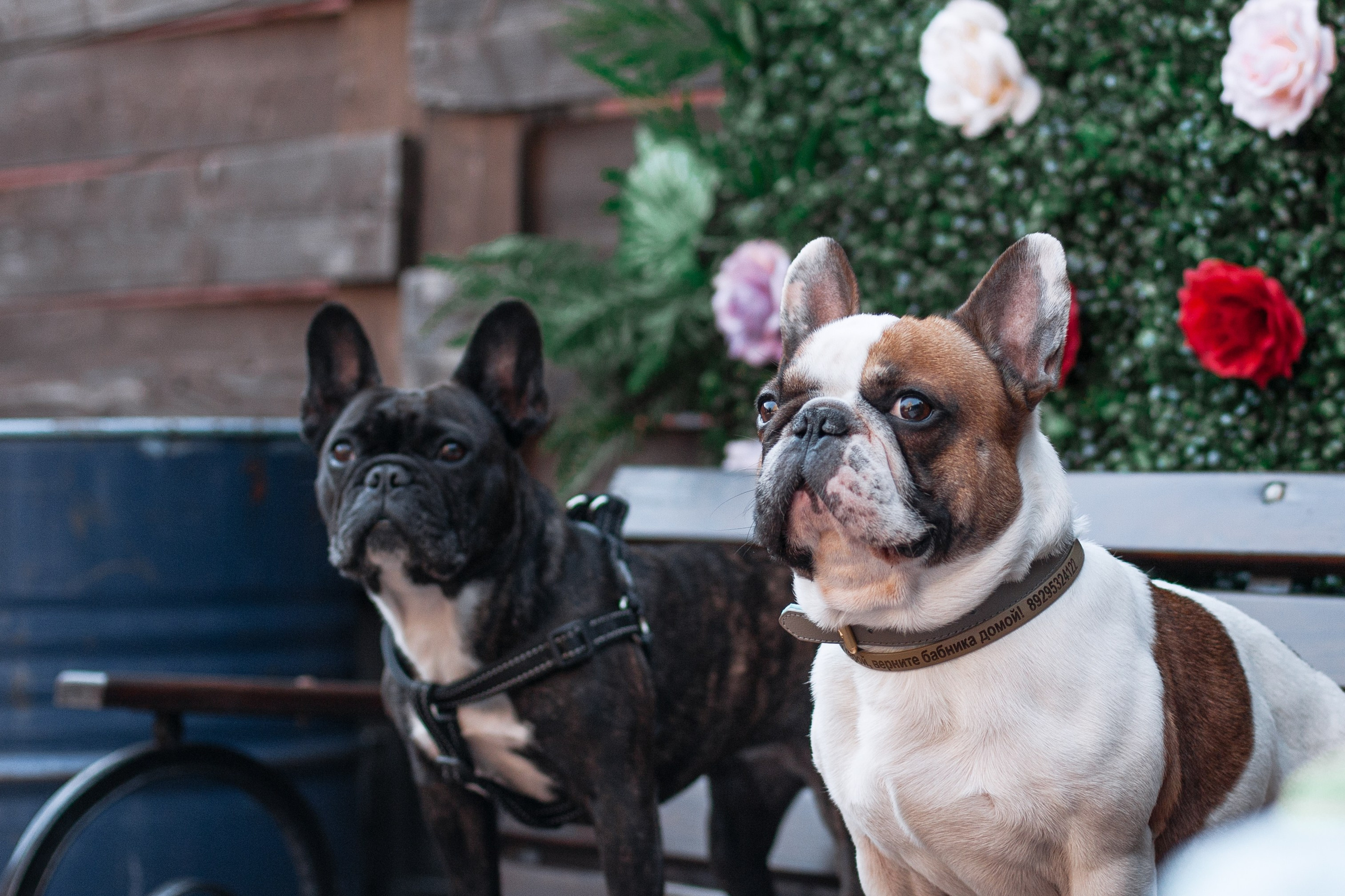 Бульбалл 23.04.2023. Фотограф-анималист Татьяна Степанова