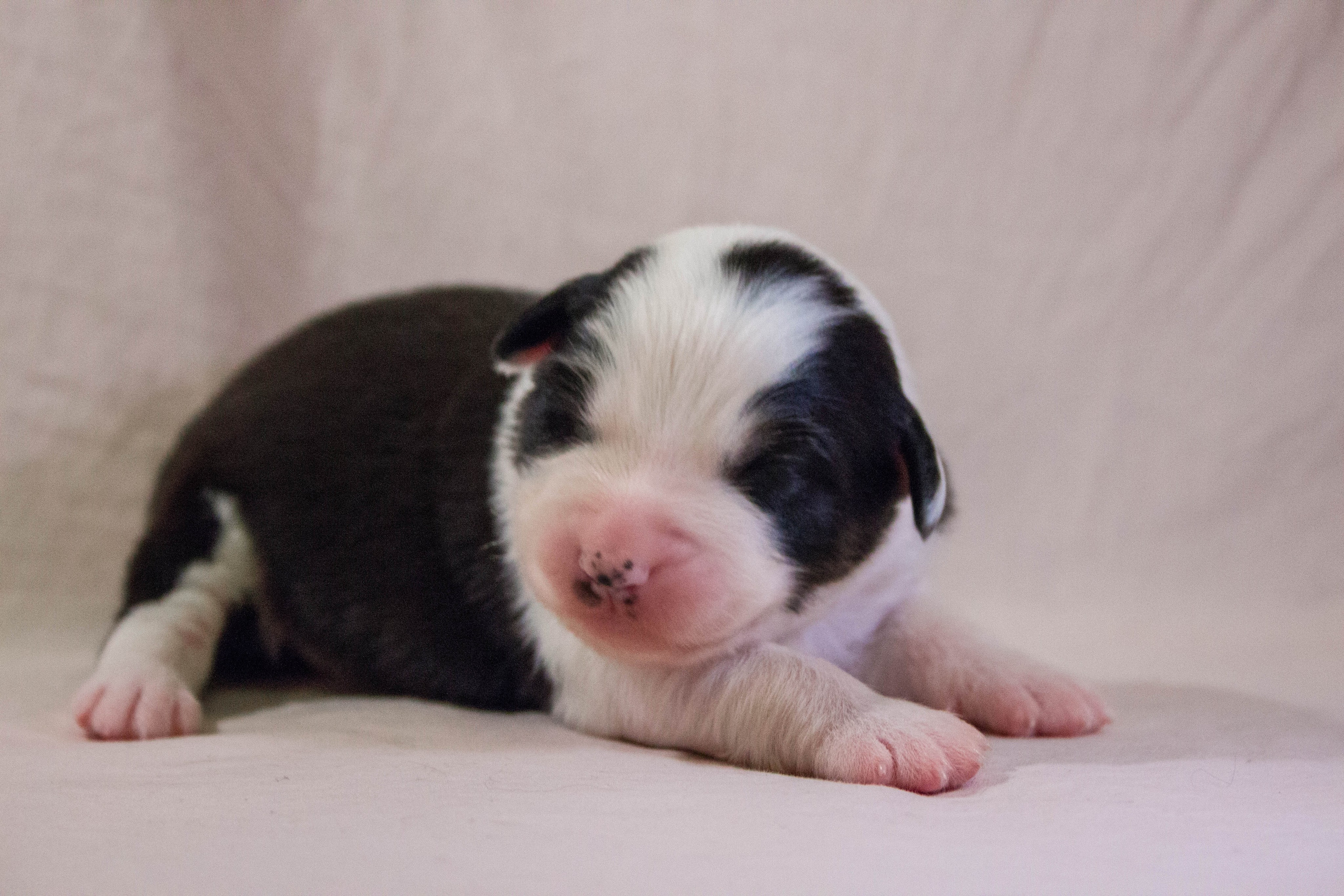 Синдра. BLGKV питомник собак