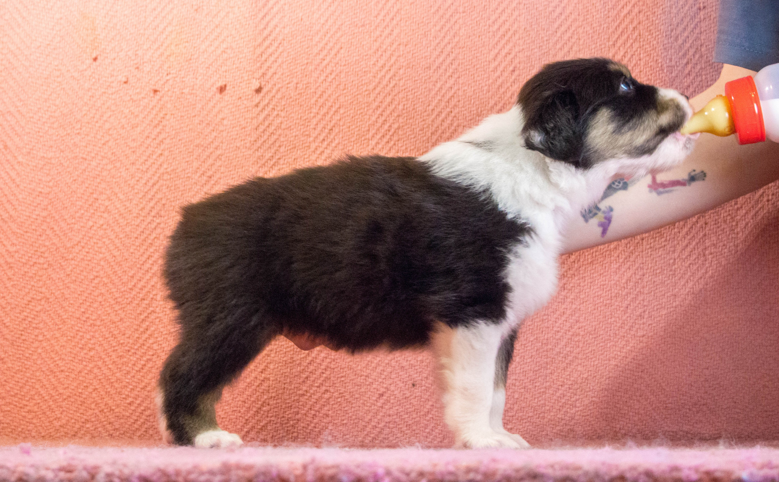 Рем. BLGKV питомник собак