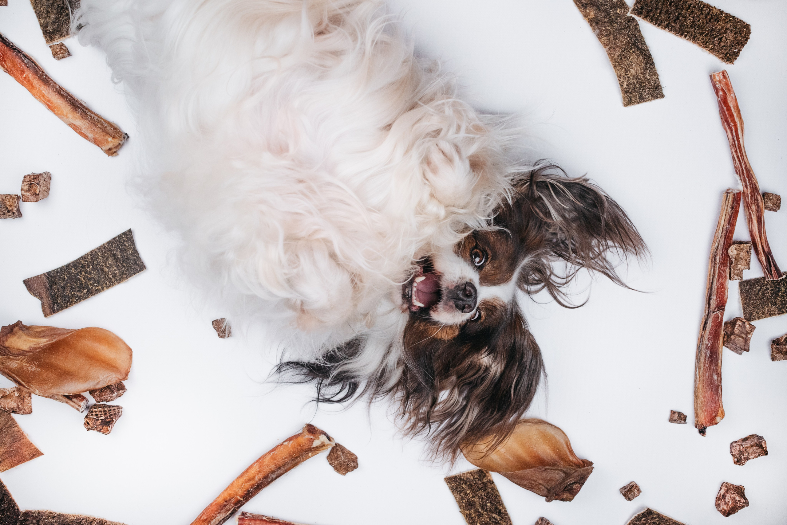 Dog Bone контент. Фотограф-анималист Валерия, Москва, Мытищи