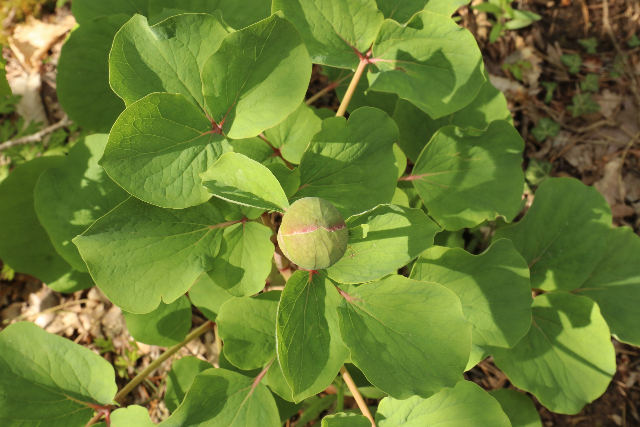 Крым. ЮБК (Севастополь, Кастрополь, Ялта). Май 2023. Путешественник-фотограф из Санкт-Петербурга Татьяна Свистулина