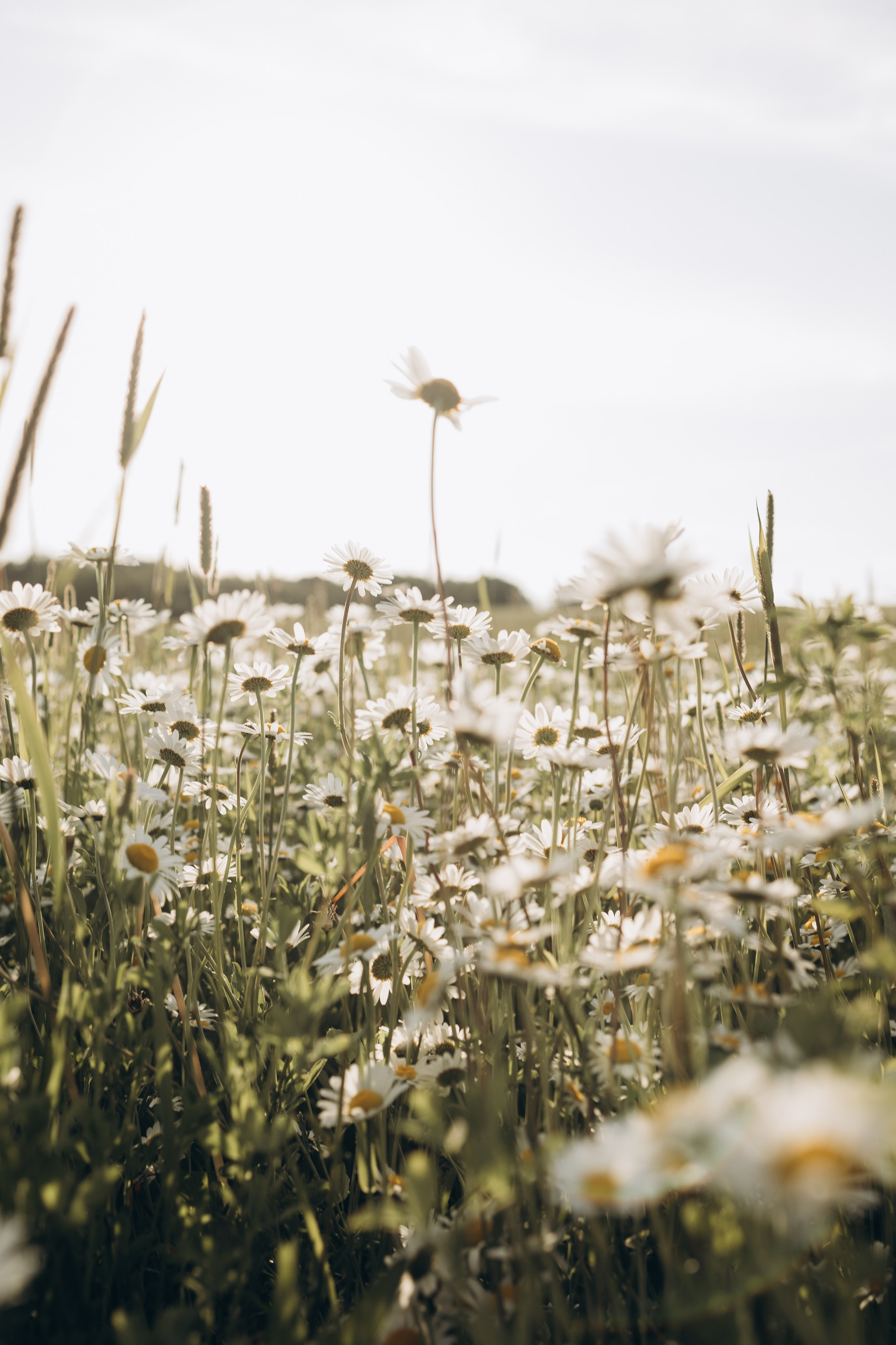 Маша и ромашки. Семейный фотограф в Москве Виктория Ястребинская