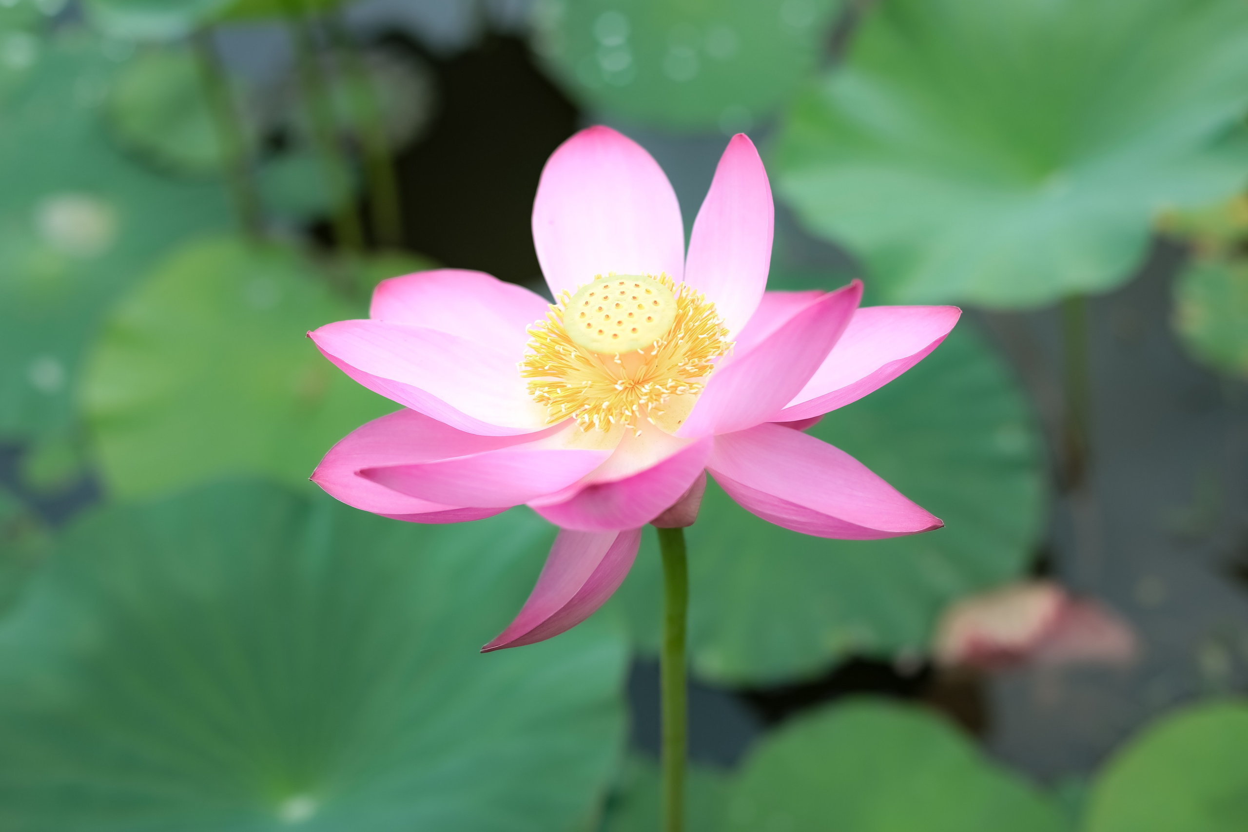 В лотосах. Фотограф г. Хабаровск. Семейные и индивидуальные съёмки