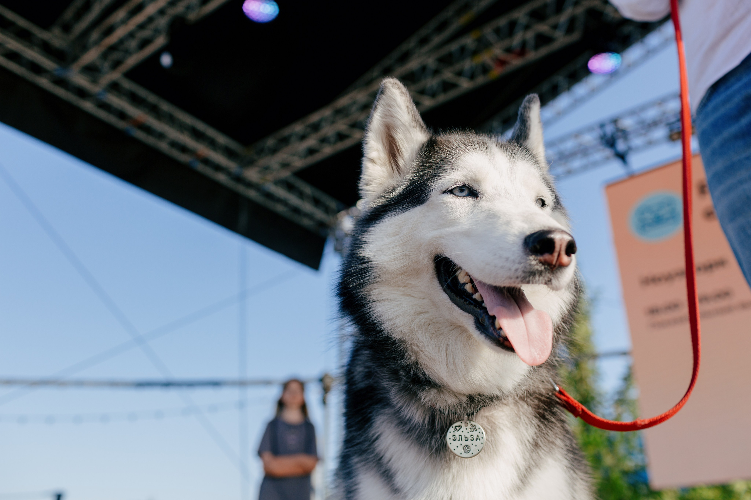 Dog Fest 2024. Главная