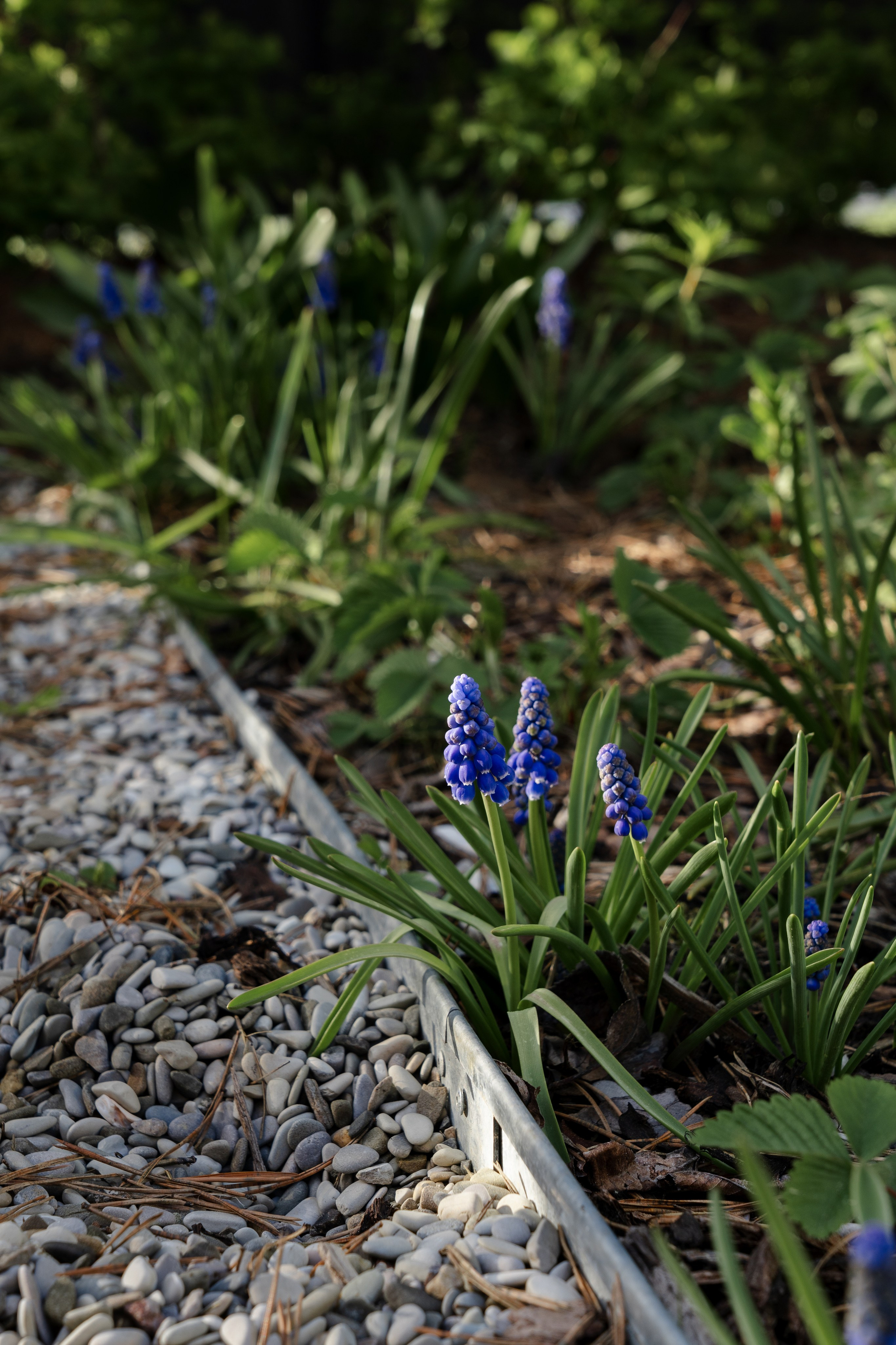 Blooming in the garden, Moscow region. Артамонов Александр | Архитектурный и ландшафтный фотограф