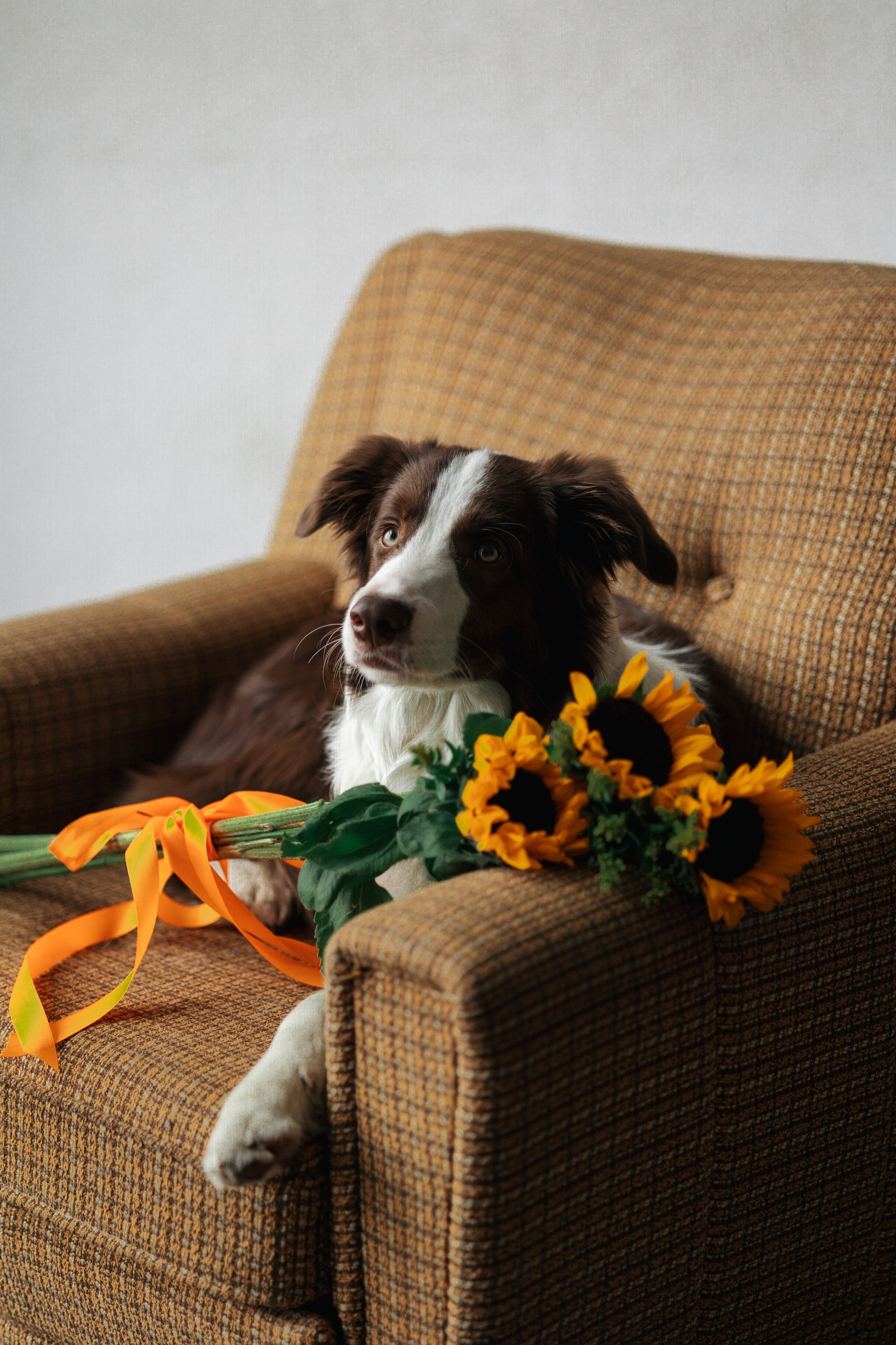 Настя и Симба. Фотограф — Анималист | Санкт-Петербург