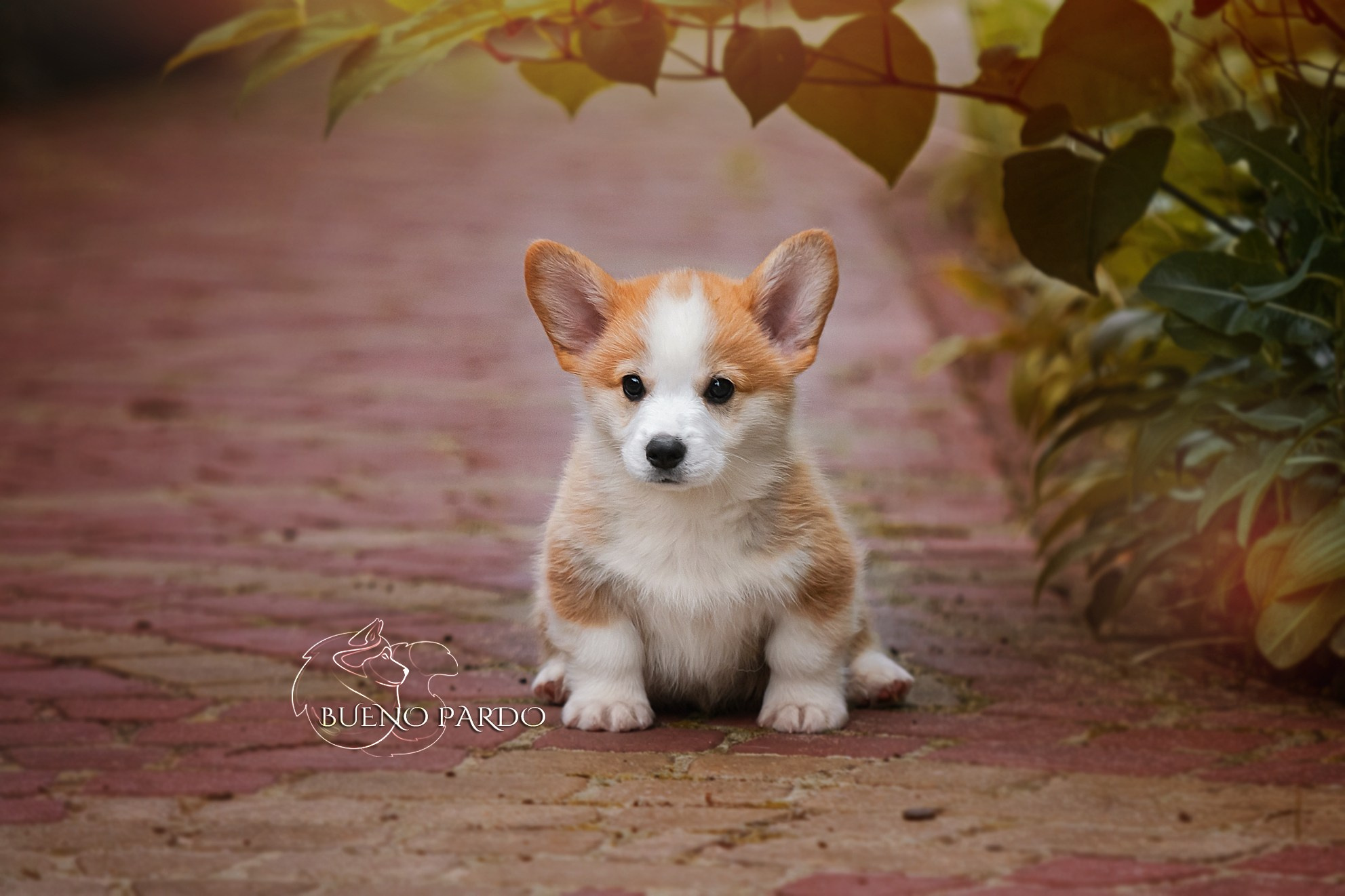 Щенки вельш корги пемброк из питомника. Питомник собак Акита, Хаски, Корги