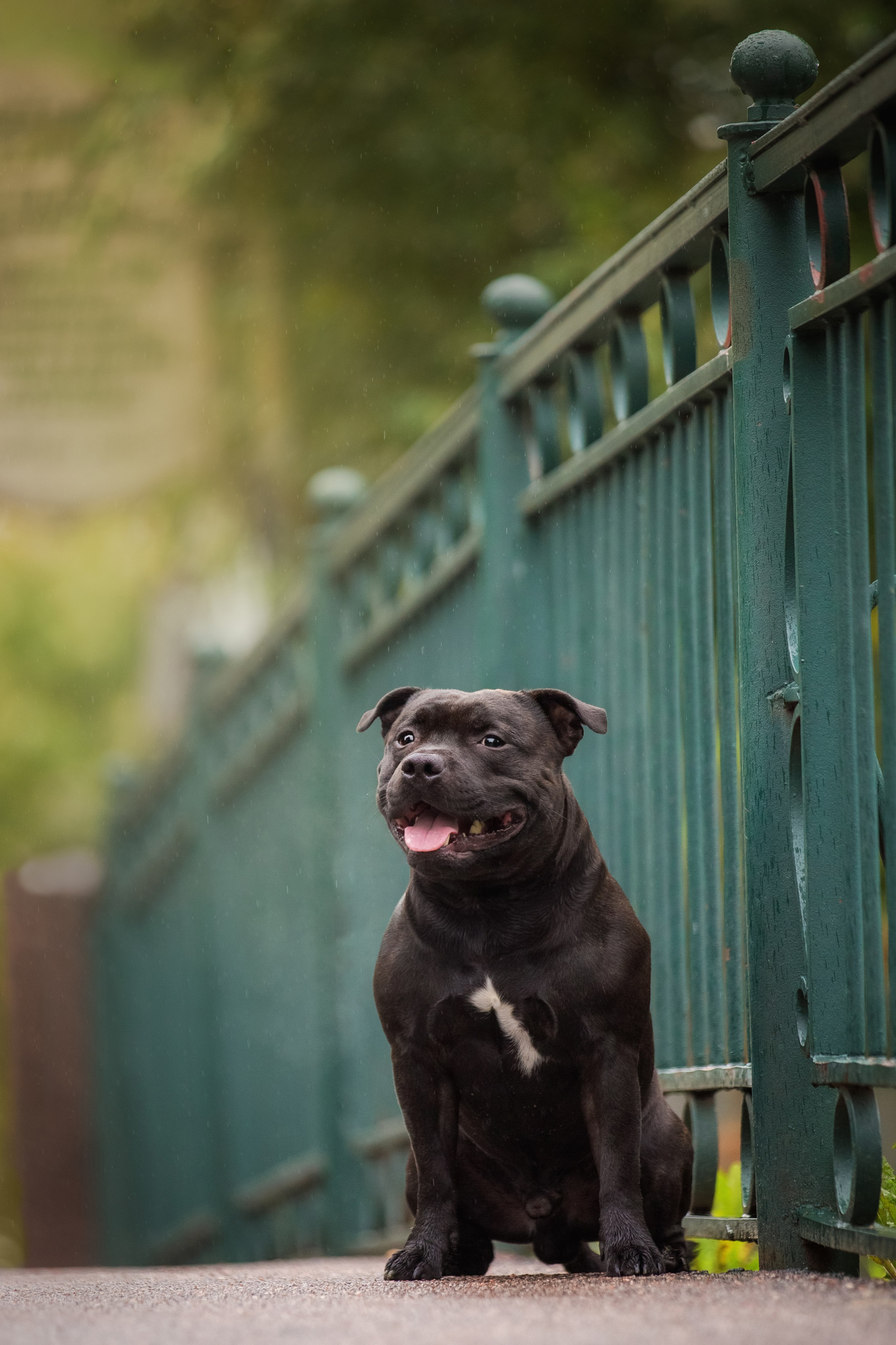Портретная съемка. Фотограф-анималист в Санкт-Петербурге — Юлия Чайкина