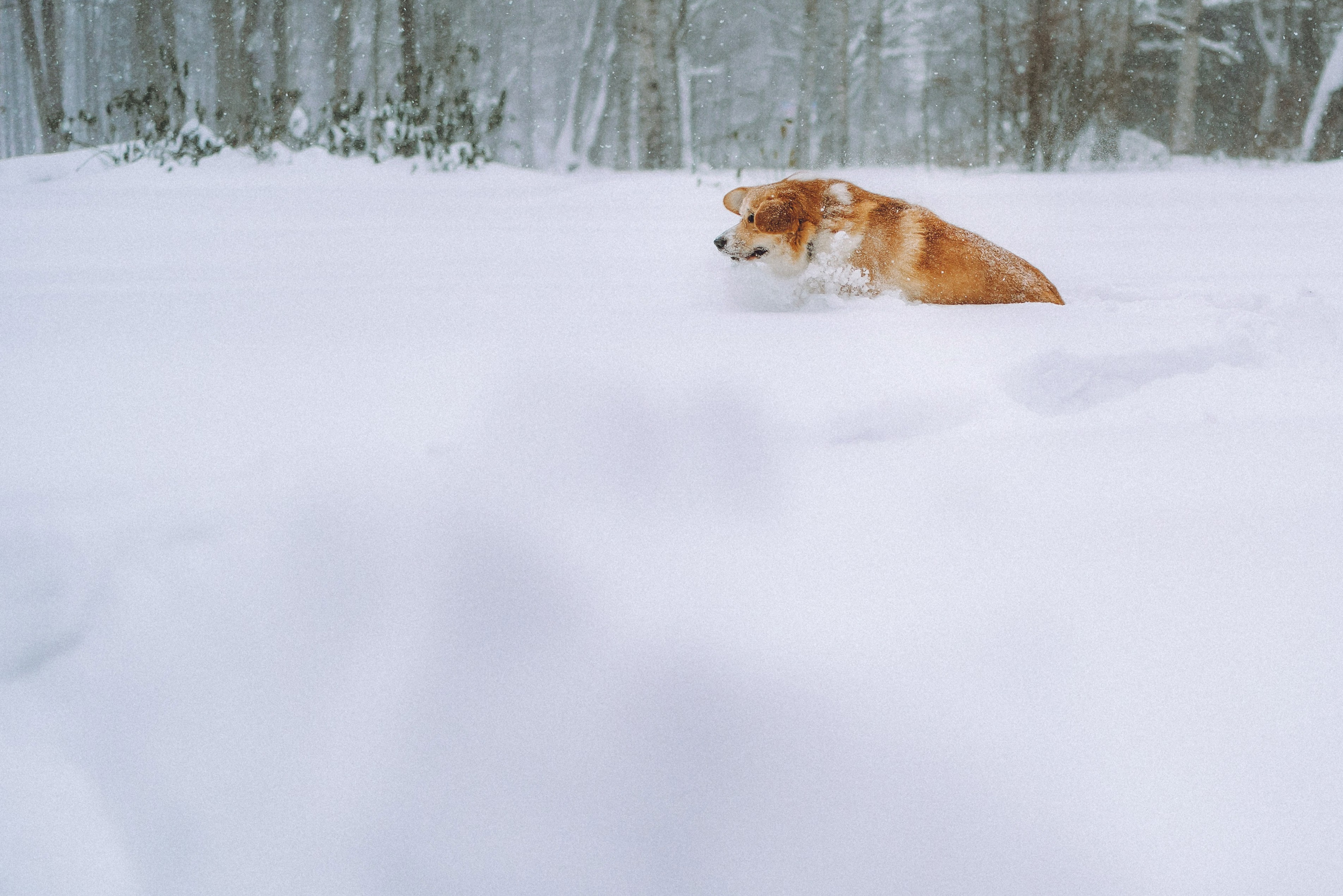 Юля и Юпитер