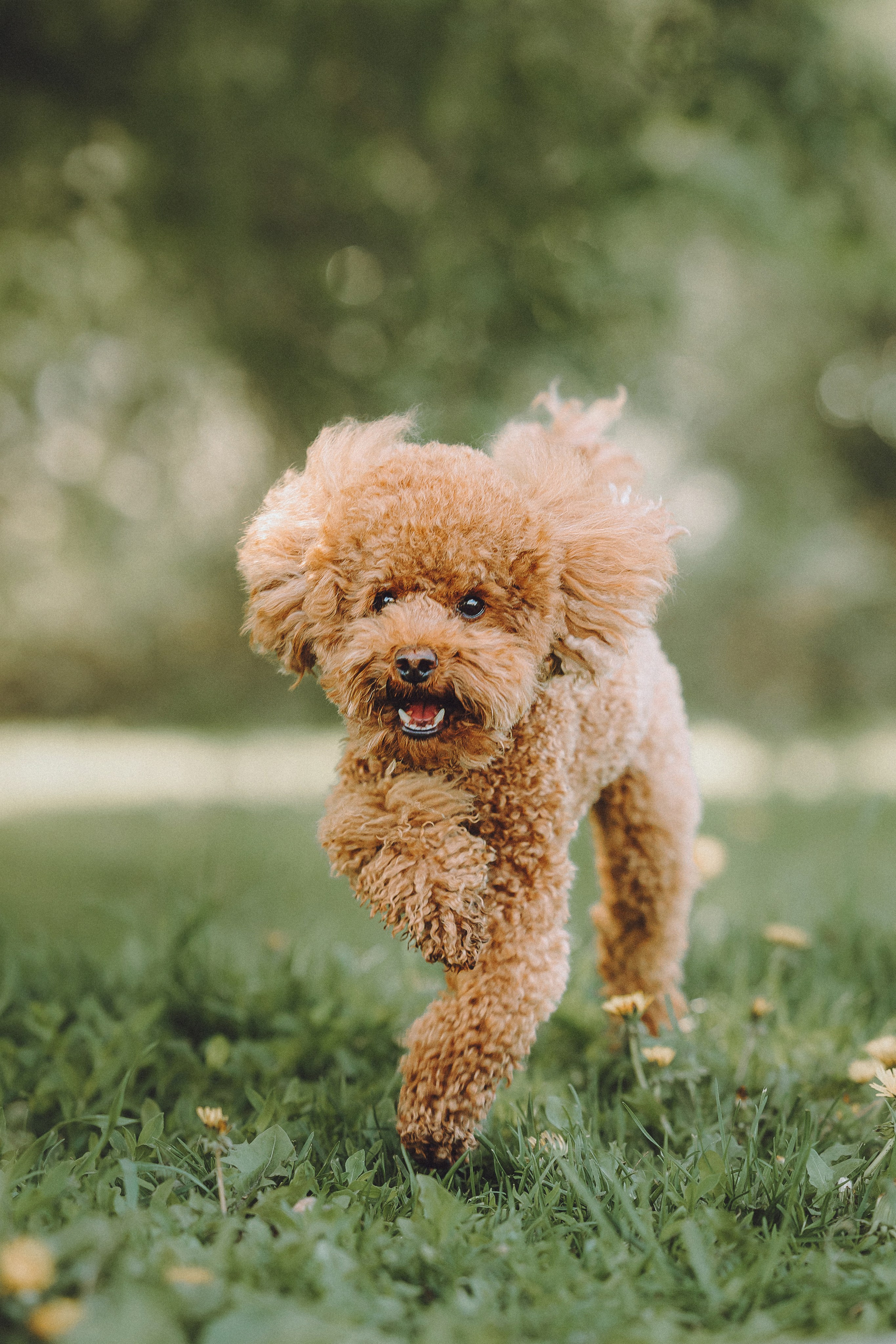 Марья и Буба