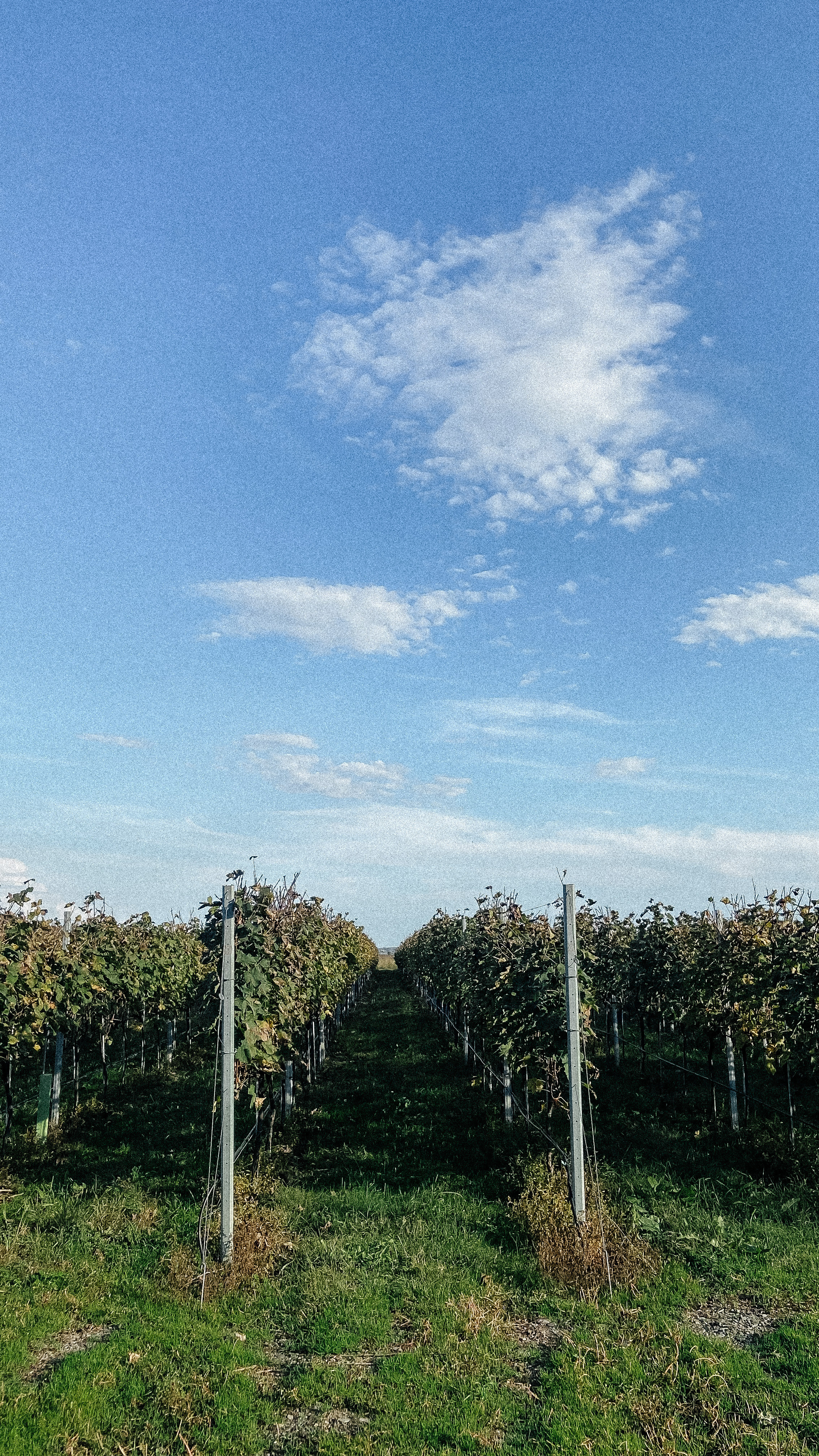 Авторский Тур по Грузии 04.05 — 10.05. Свадебный Фотограф Илья Чепайкин. Калининград