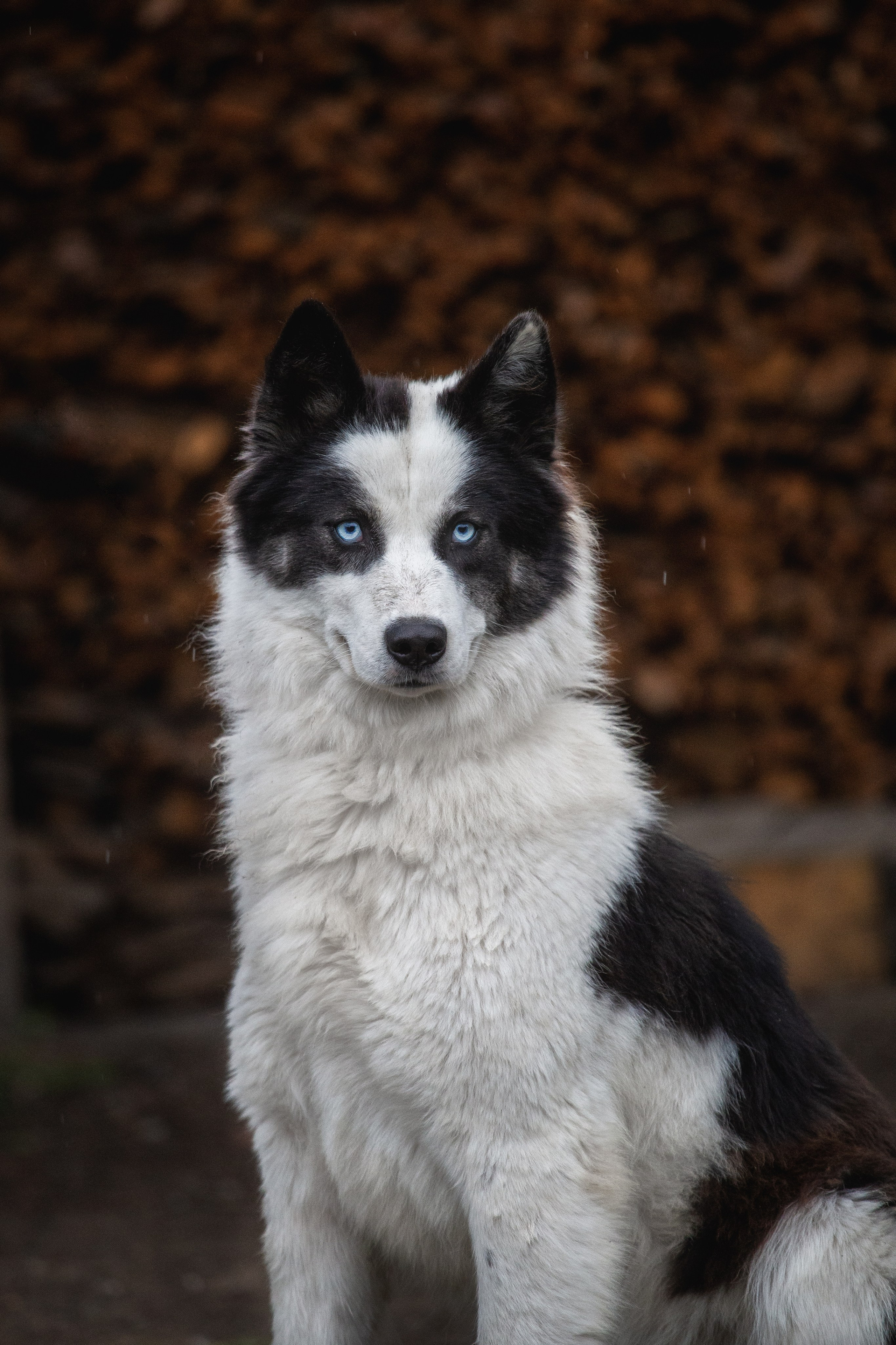 Банши. Питомник Грааль Гардарика
