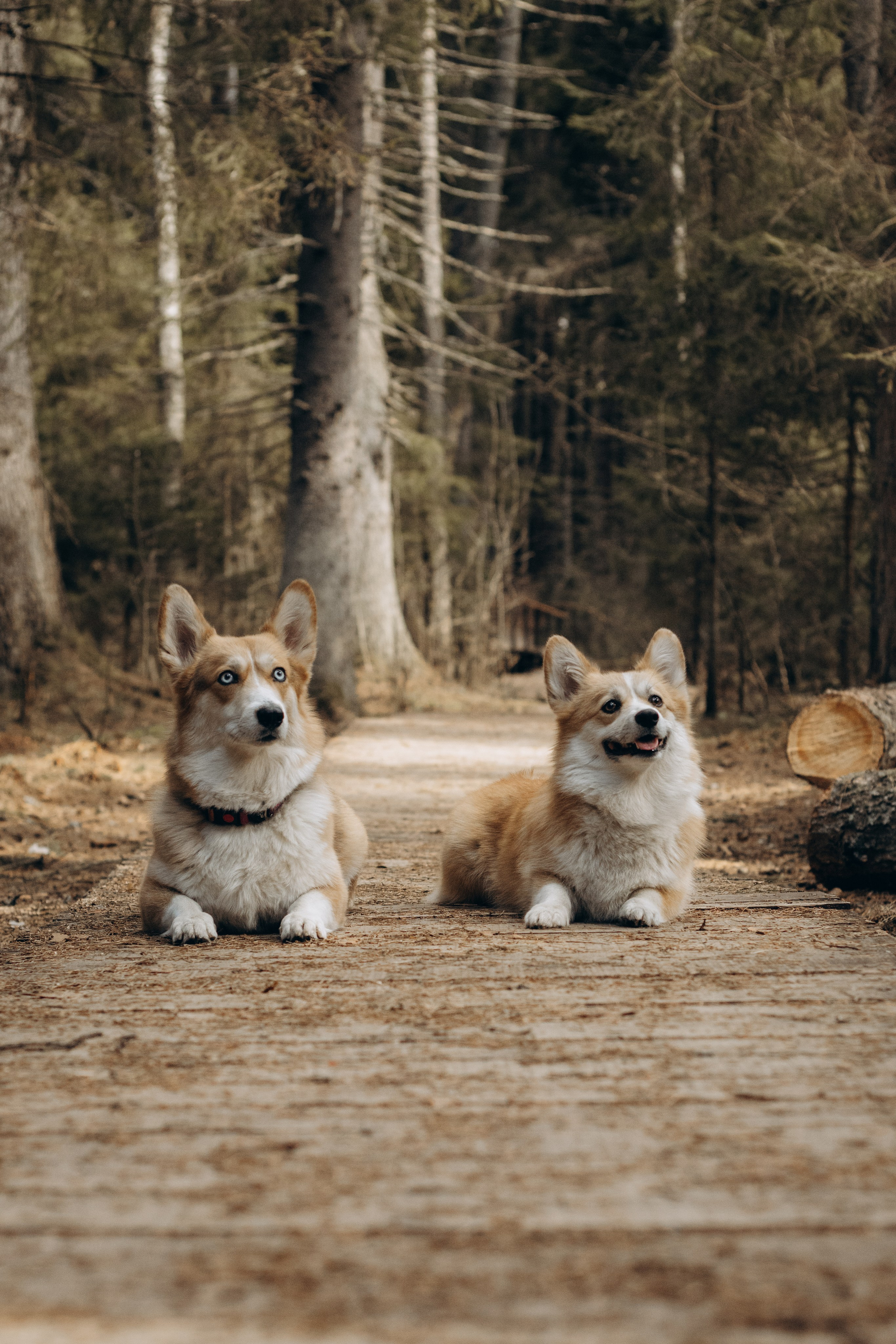 Лиза и Шустрик. Фотограф-анималист в Санкт-Петербурге