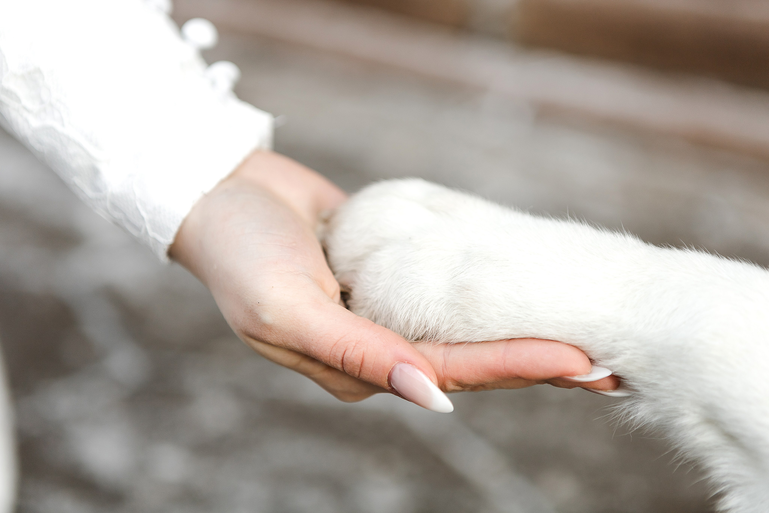 Свадьба Лены и Антона. Свадебный и портретный фотограф в Красноярске Алина Семенихина