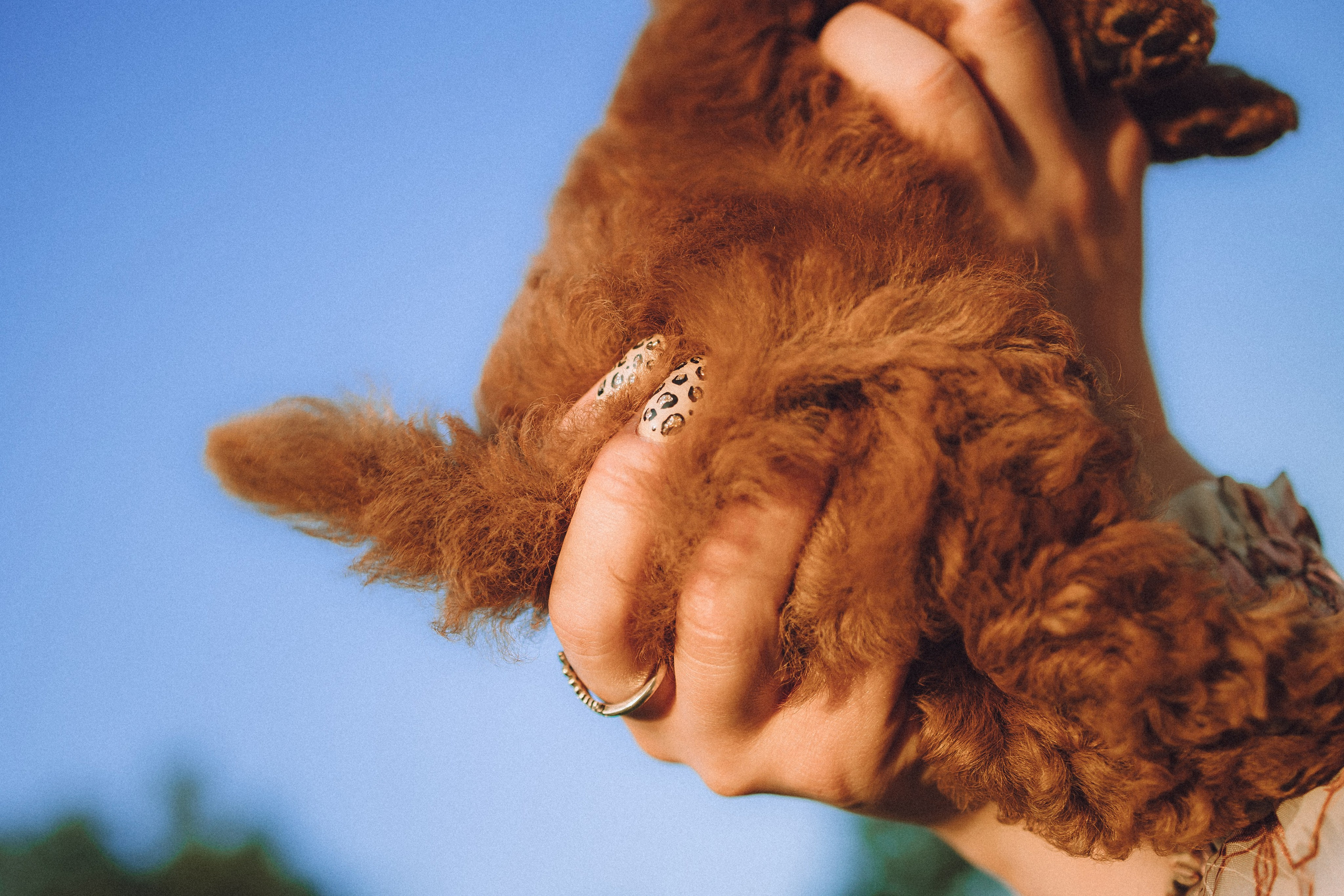 Гречка, Кари и щенки