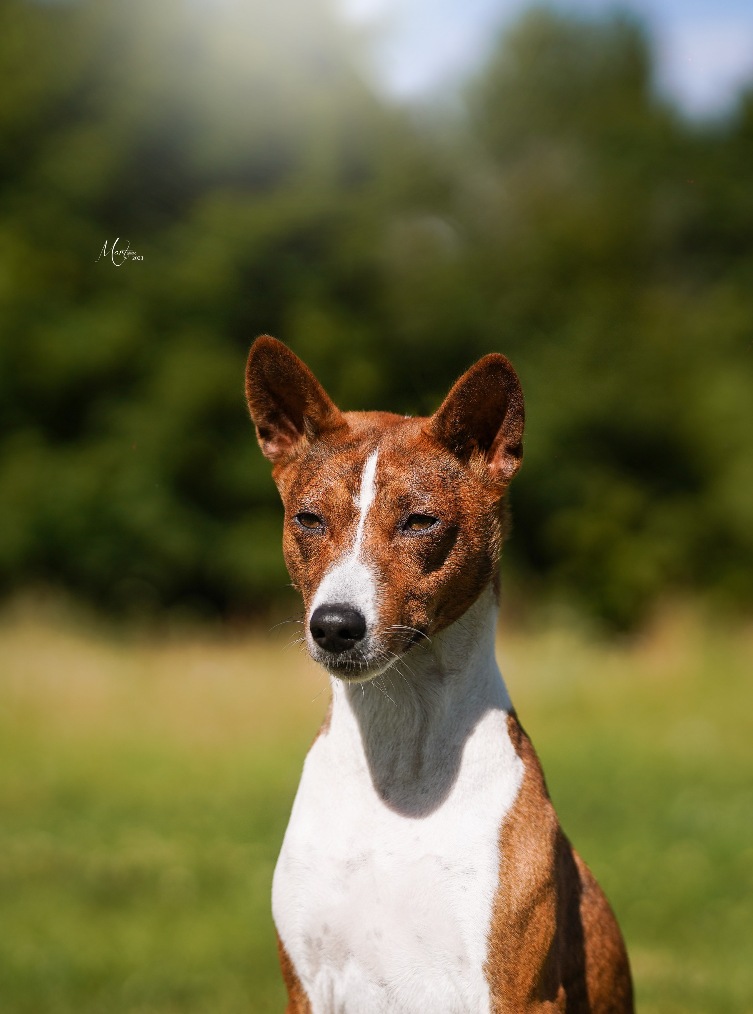 Выставки 2023. Фотограф-анималист в Санкт-Петербурге Яна Мартынова