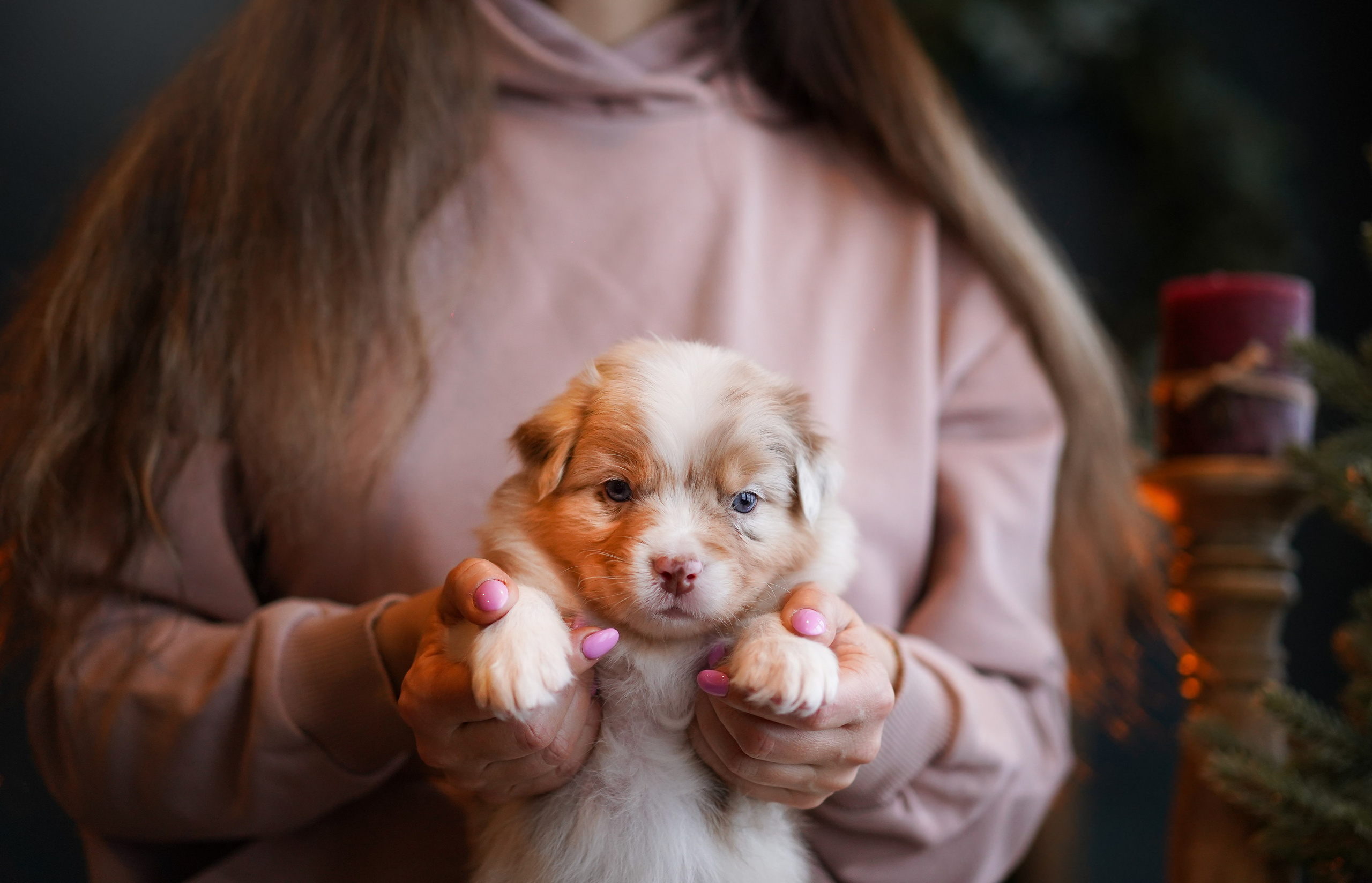 Щенки австралийской овчарки. Фотограф-анималист в Санкт-Петербурге Яна Мартынова