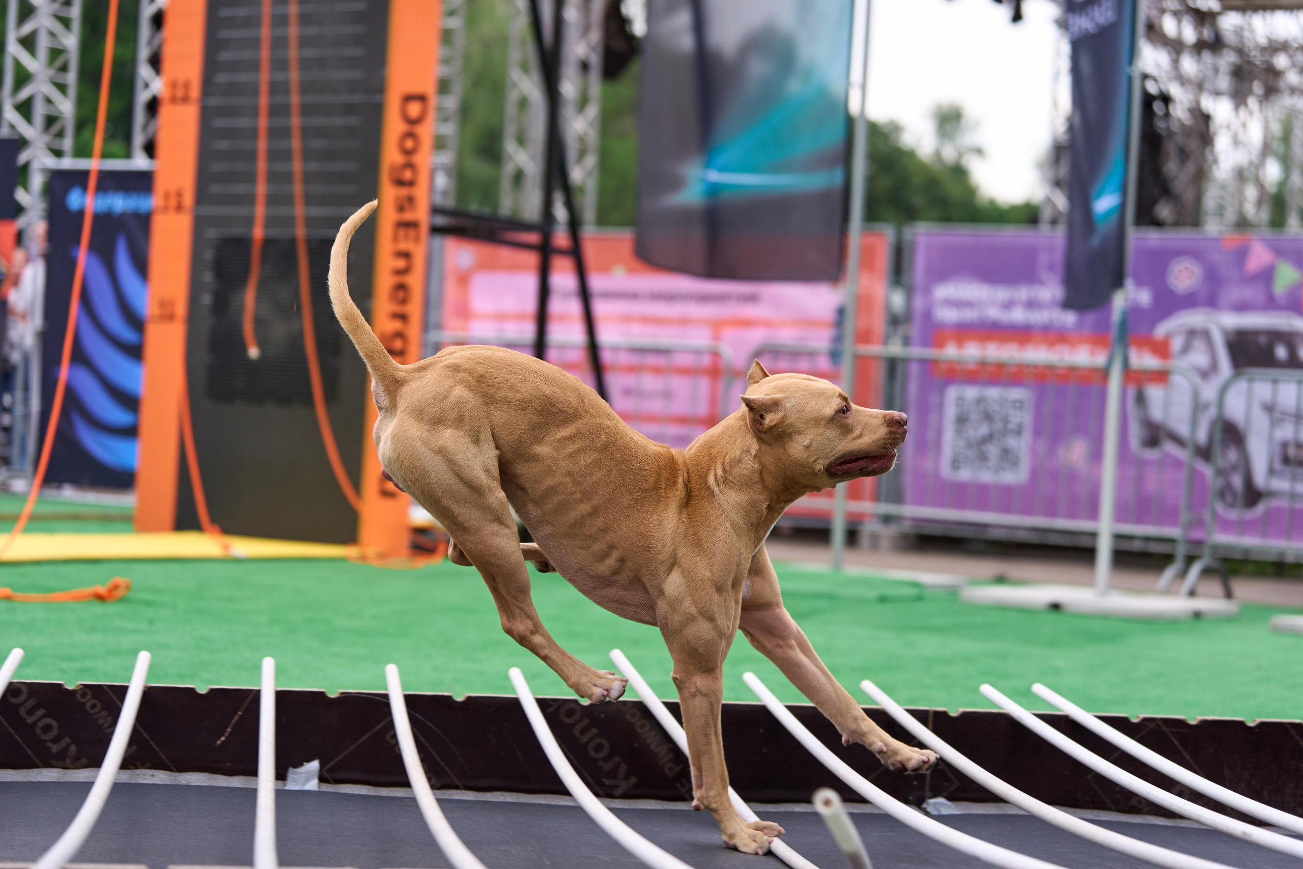 4 лапы Фест. Многоборье. Фотограф-анималист Михаил Манухин