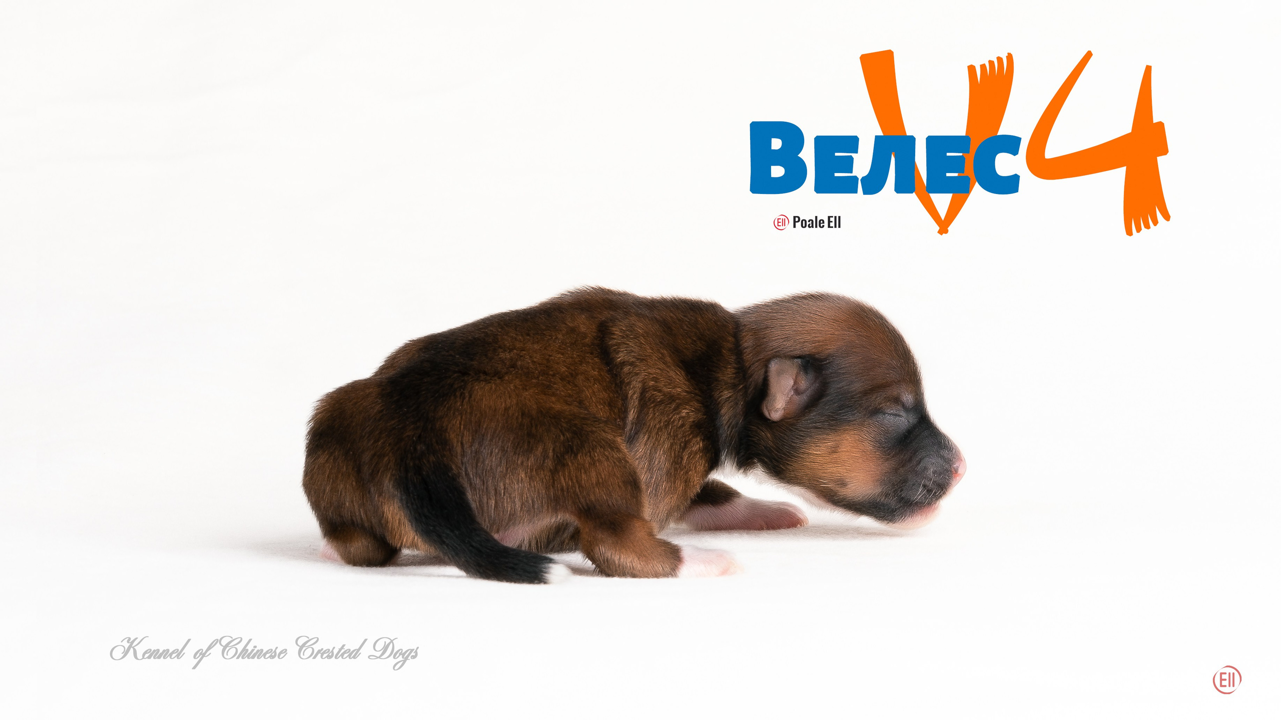 Щенки 3 дня. 21.01.2024. Фотограф в Москве