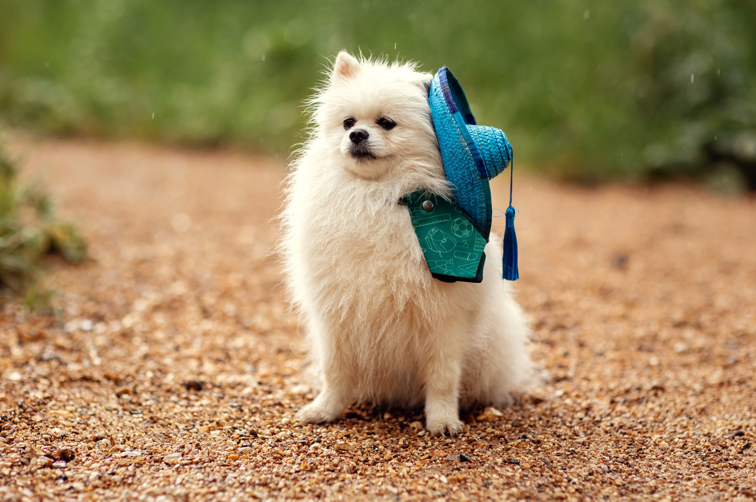Незнайка и Булька. Детский и семейный фотограф в Москве Анна Ипатьева