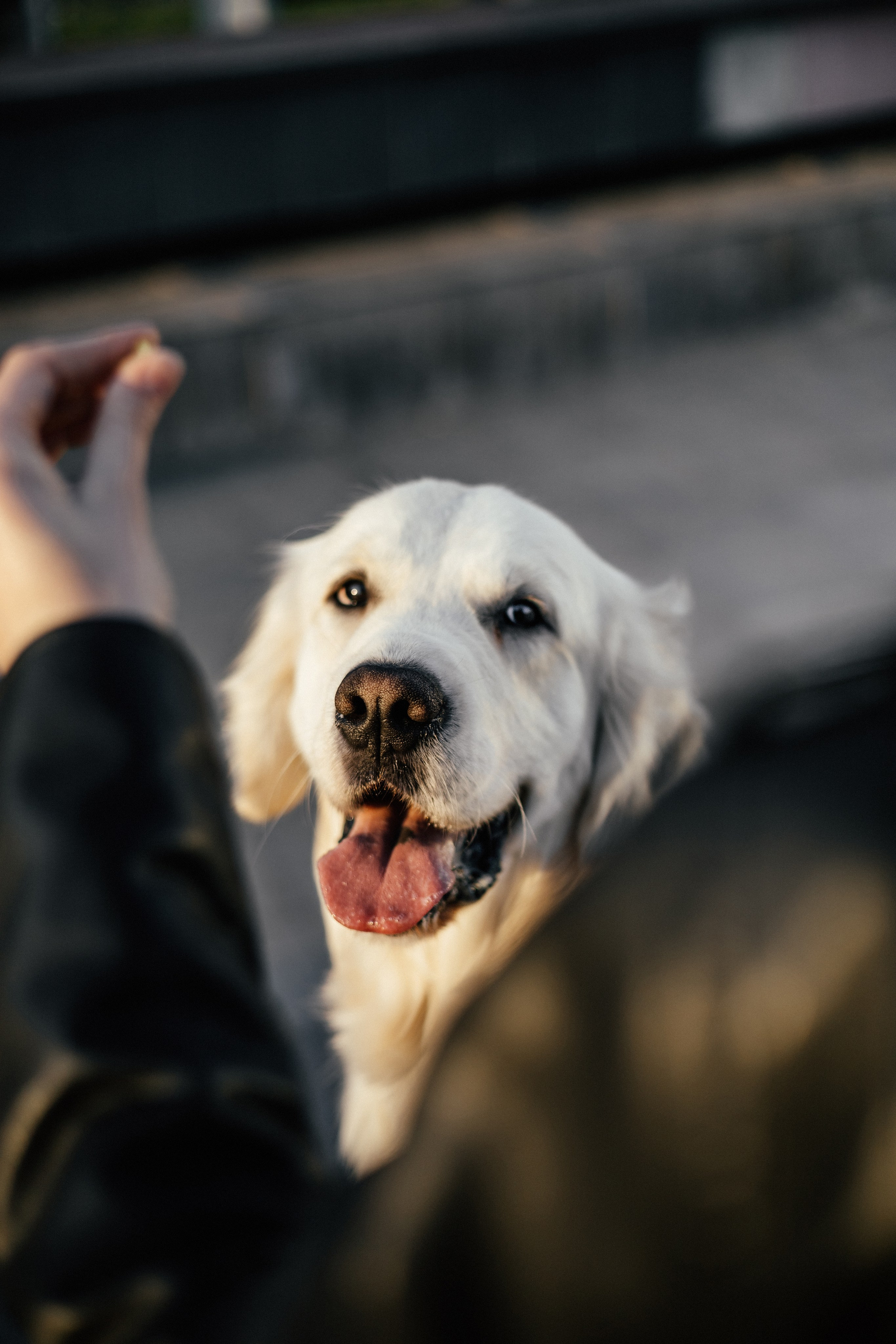 Ира и Байрон. Фотограф — анималист Владивосток, Алина