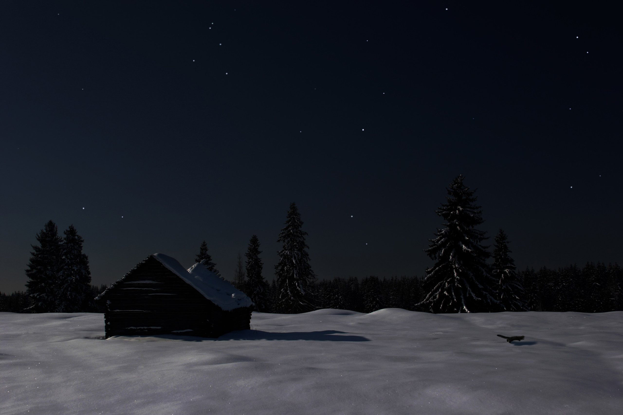 Фото. Фотограф Лагутин Анатолий