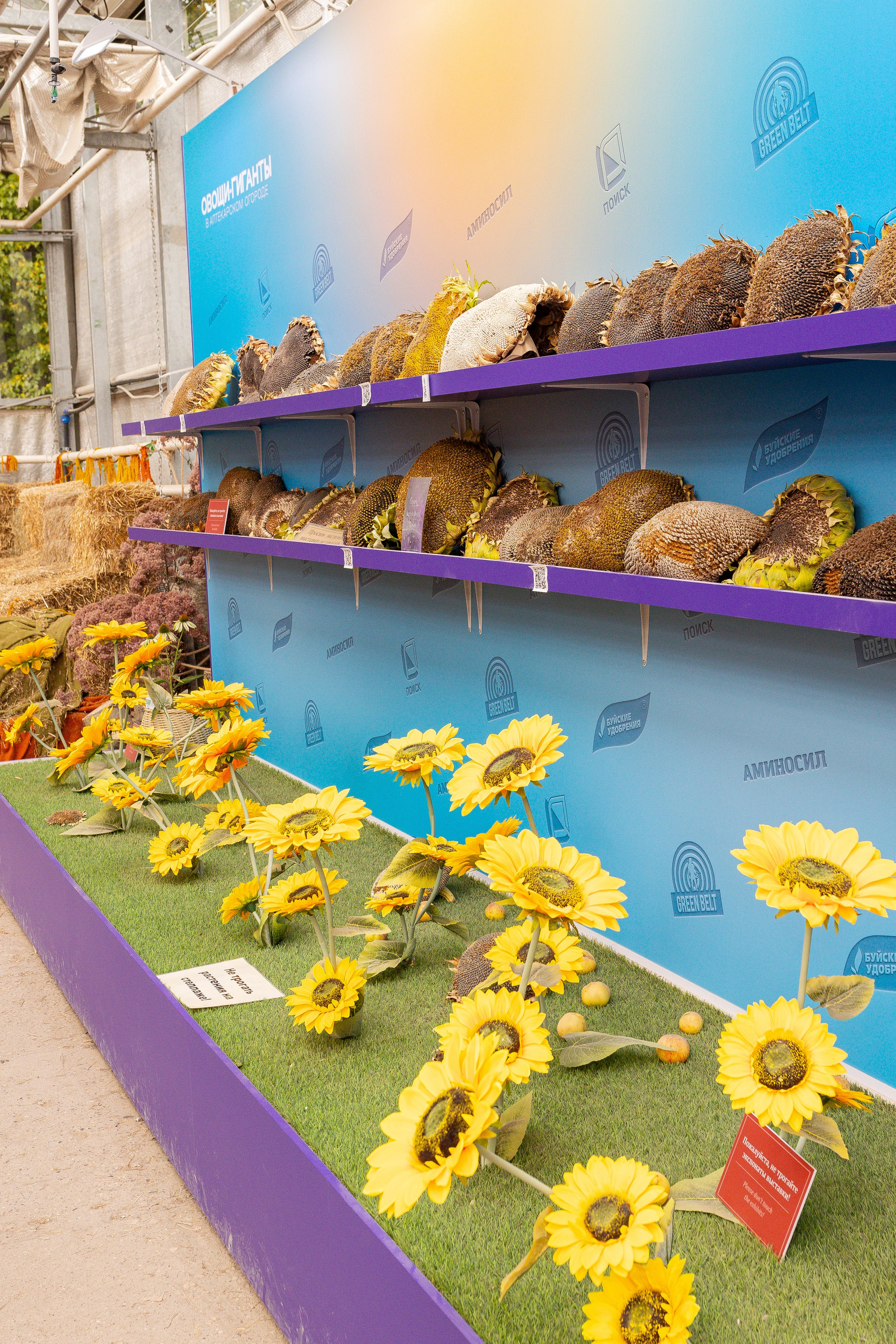 Овощи-гиганты. Александра Куликова фотограф, Москва