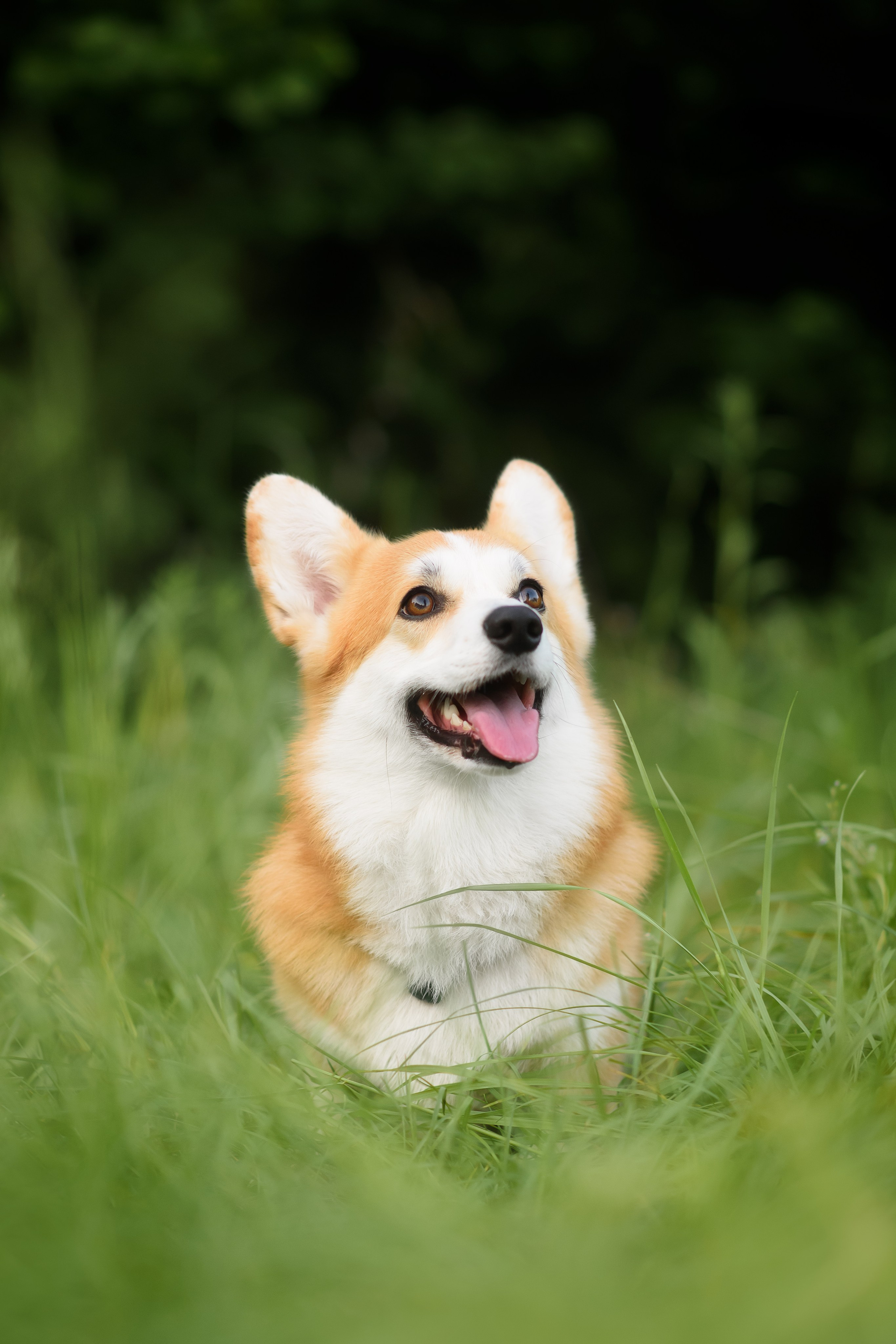 Максим, Надя, Шелби и Рой — 31.05.2025. Фотограф — Анималист | Анна Абрамова