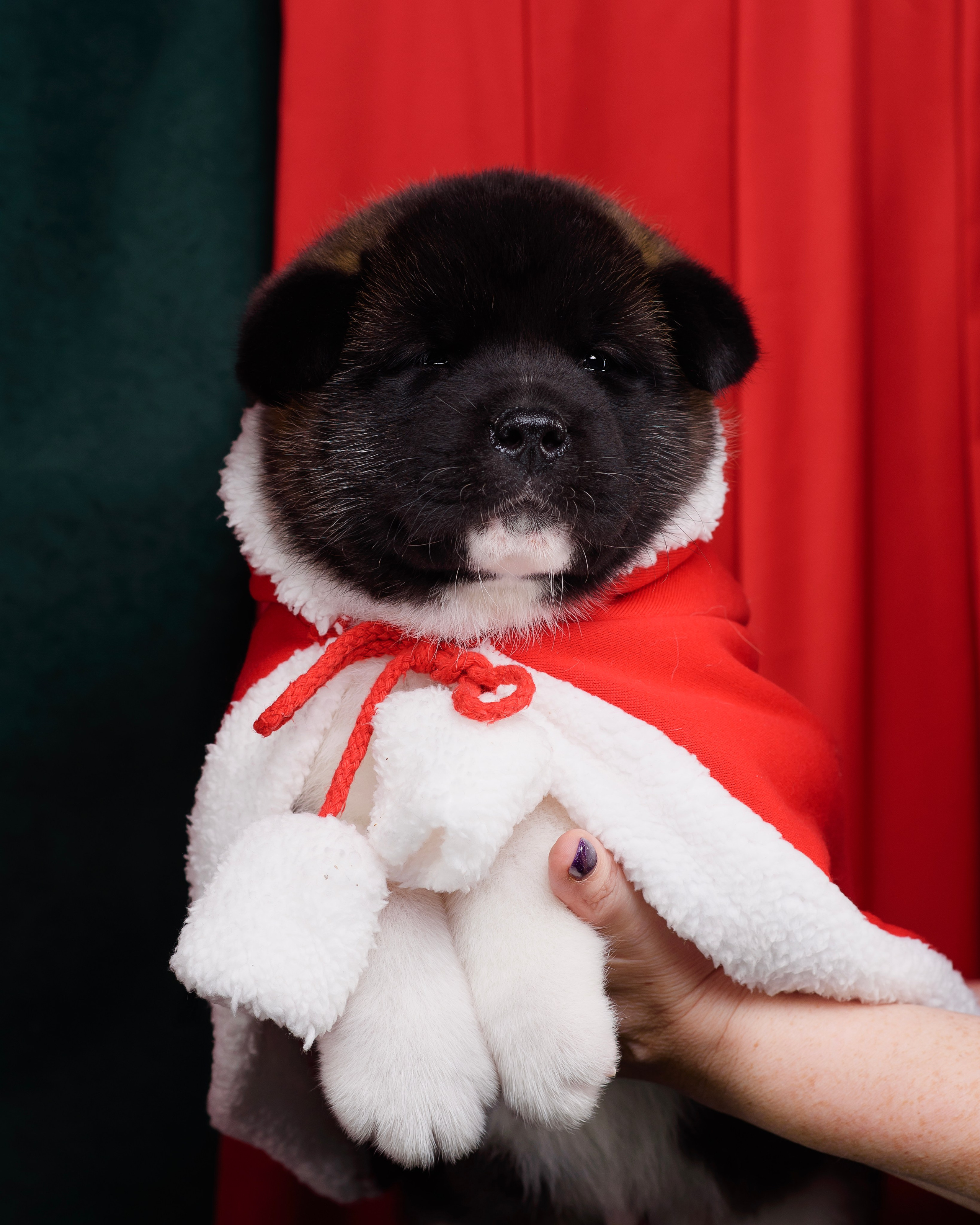 Щенки Американской Акиты. Фотограф — Анималист | Анна Абрамова