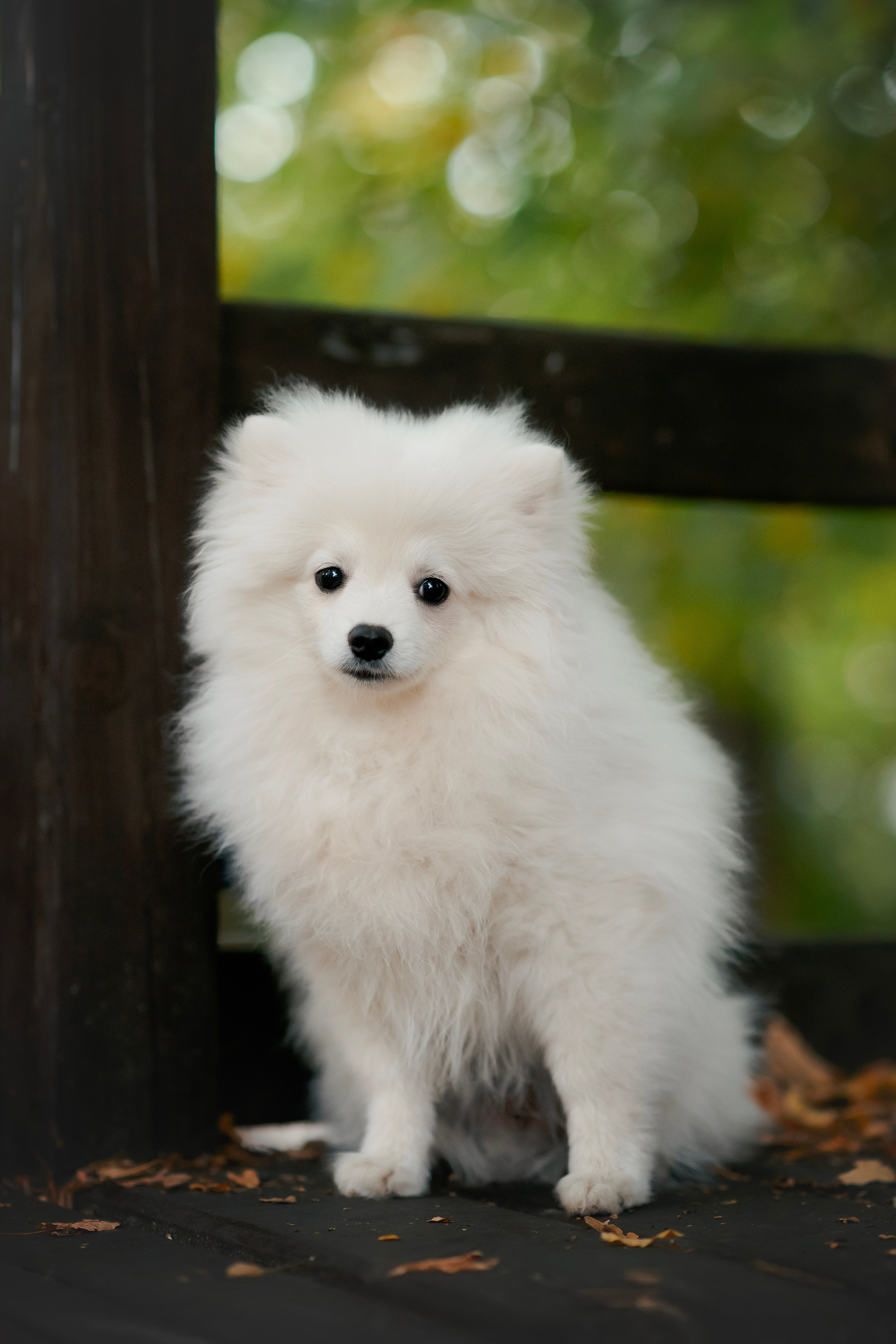 Малый немецкий шпиц — 18.09.2025. Фотограф — Анималист | Анна Абрамова