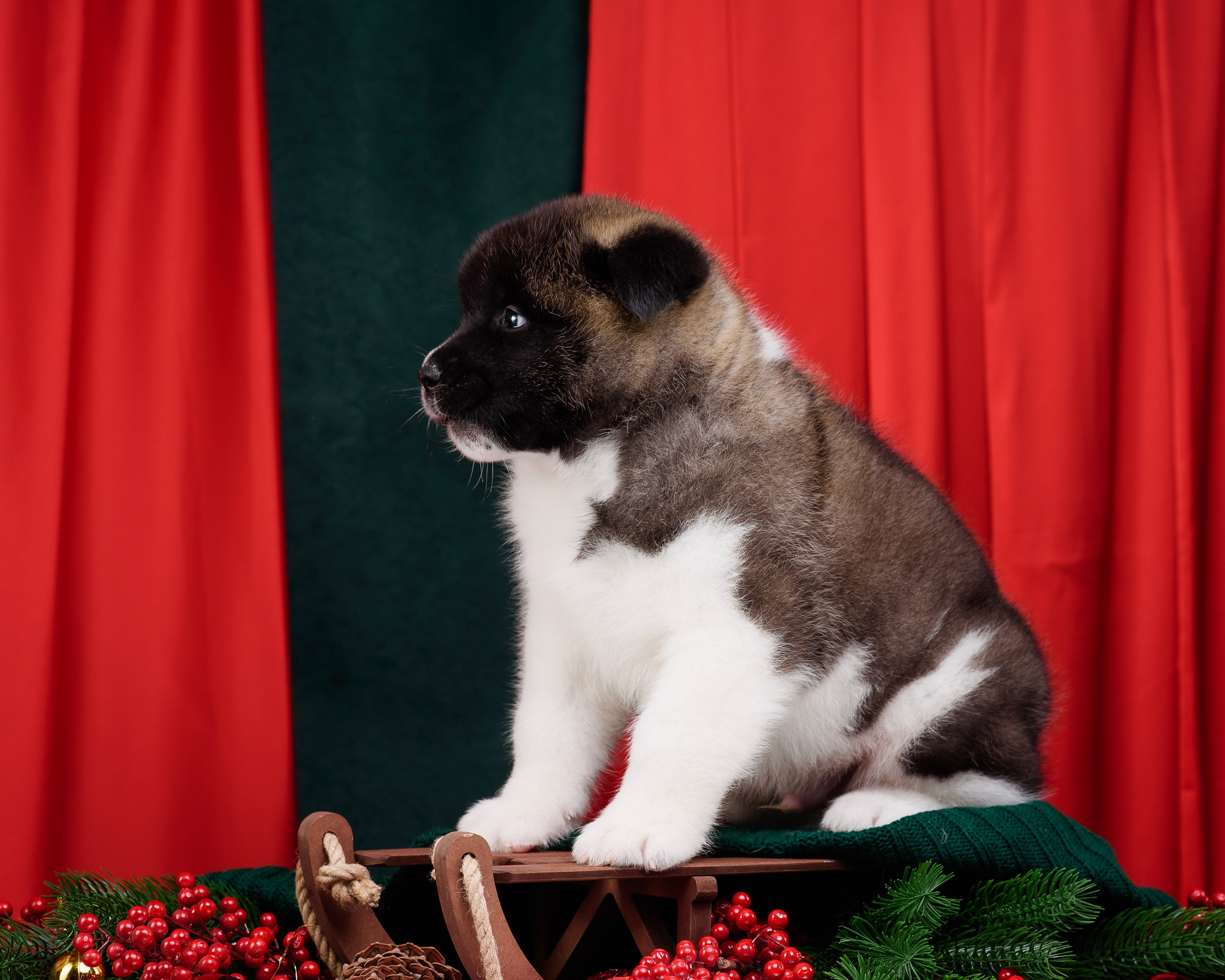 Щенки Американской Акиты. Фотограф — Анималист | Анна Абрамова