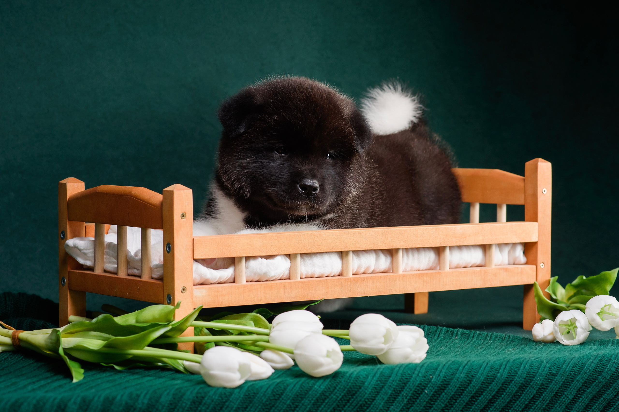 Щенки Американской Акиты. Фотограф — Анималист | Анна Абрамова