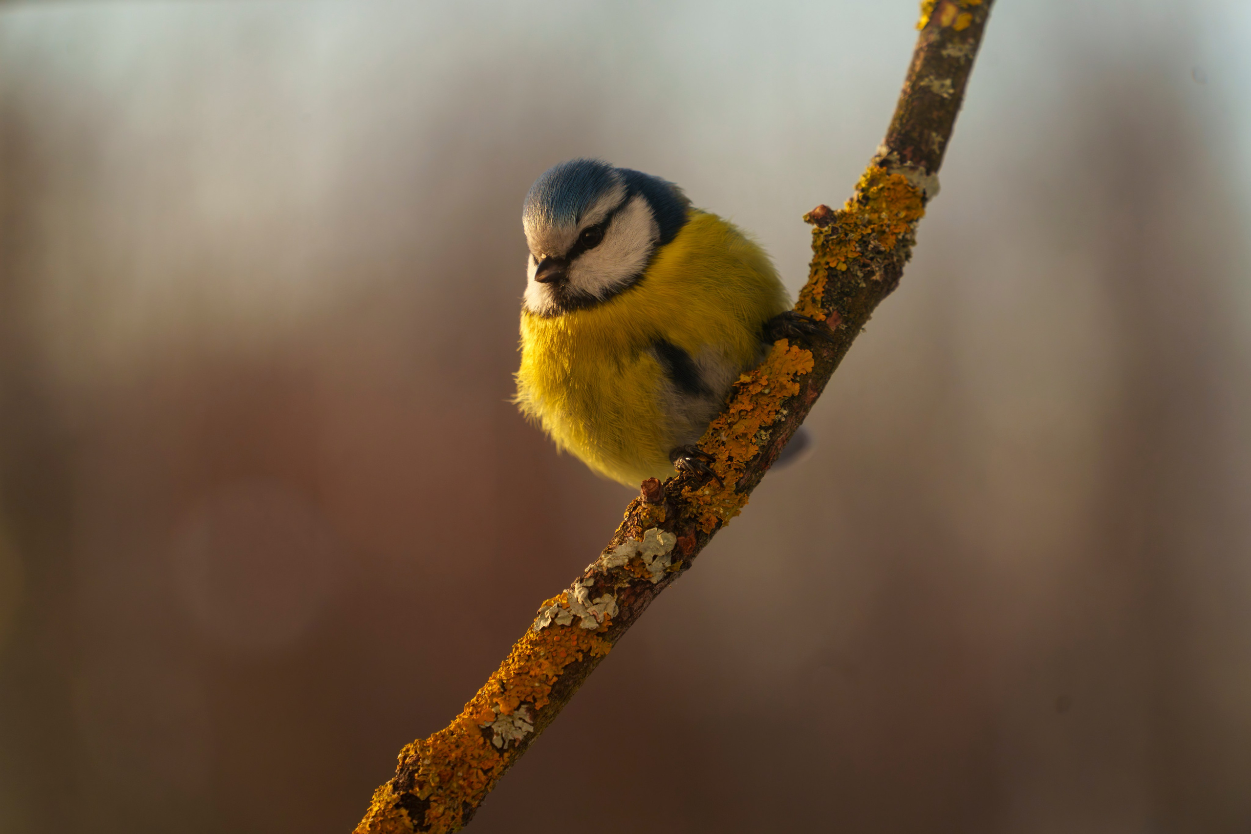 Animals — Животные