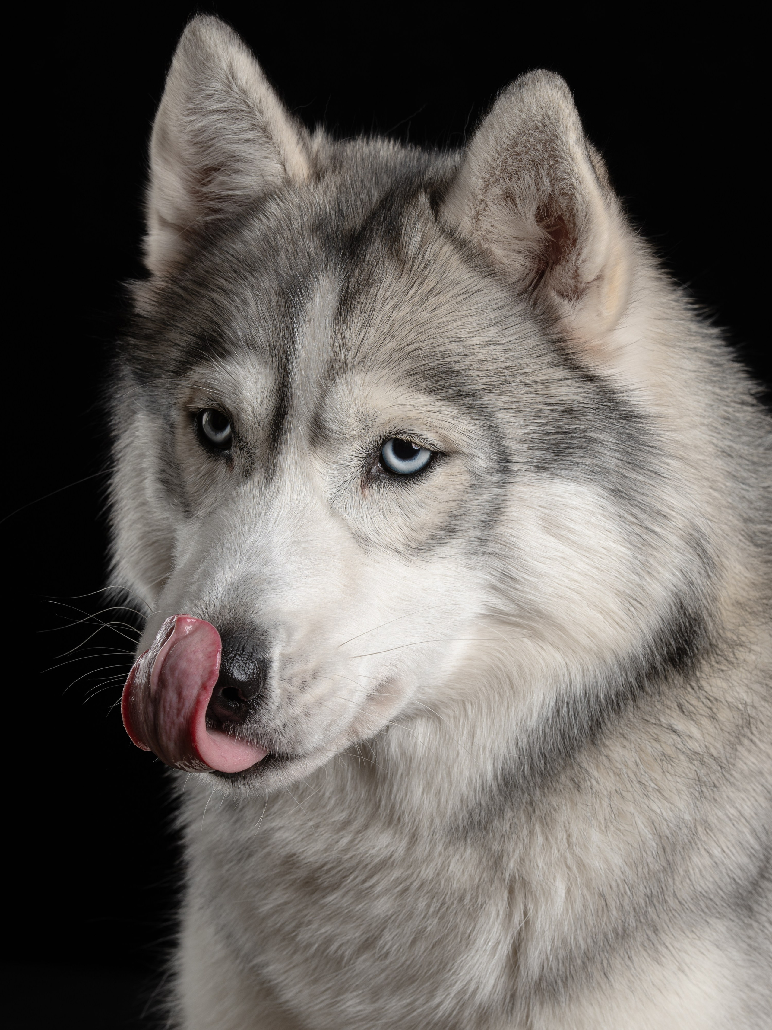 Белка | хаски. Alexandrovna photography