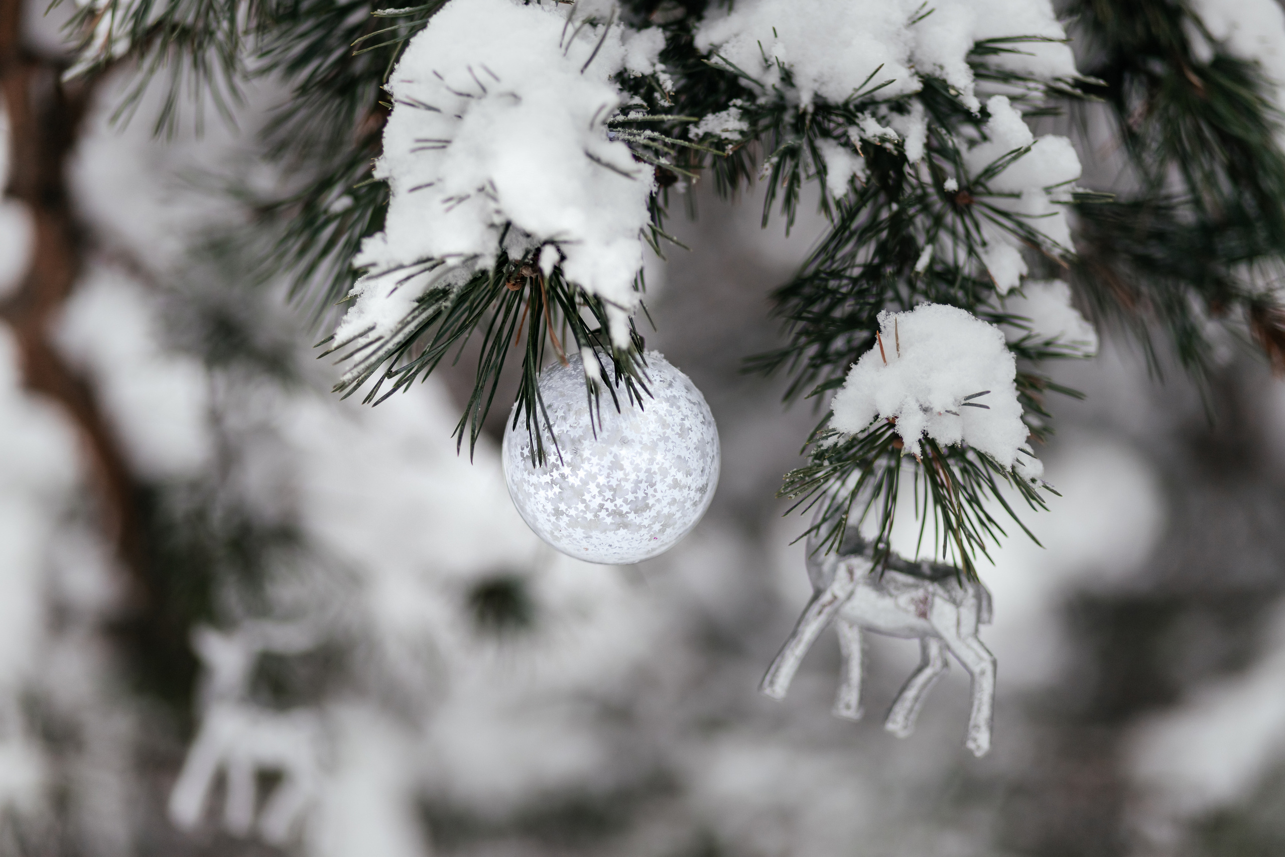 Лес. Сестрички. Семейный фотограф в Минске Приболовец Светлана