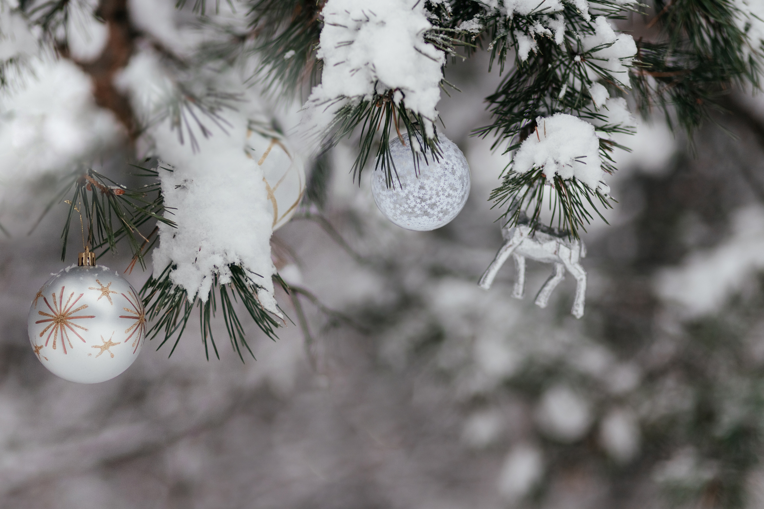 Лес. Сестрички. Семейный фотограф в Минске Приболовец Светлана