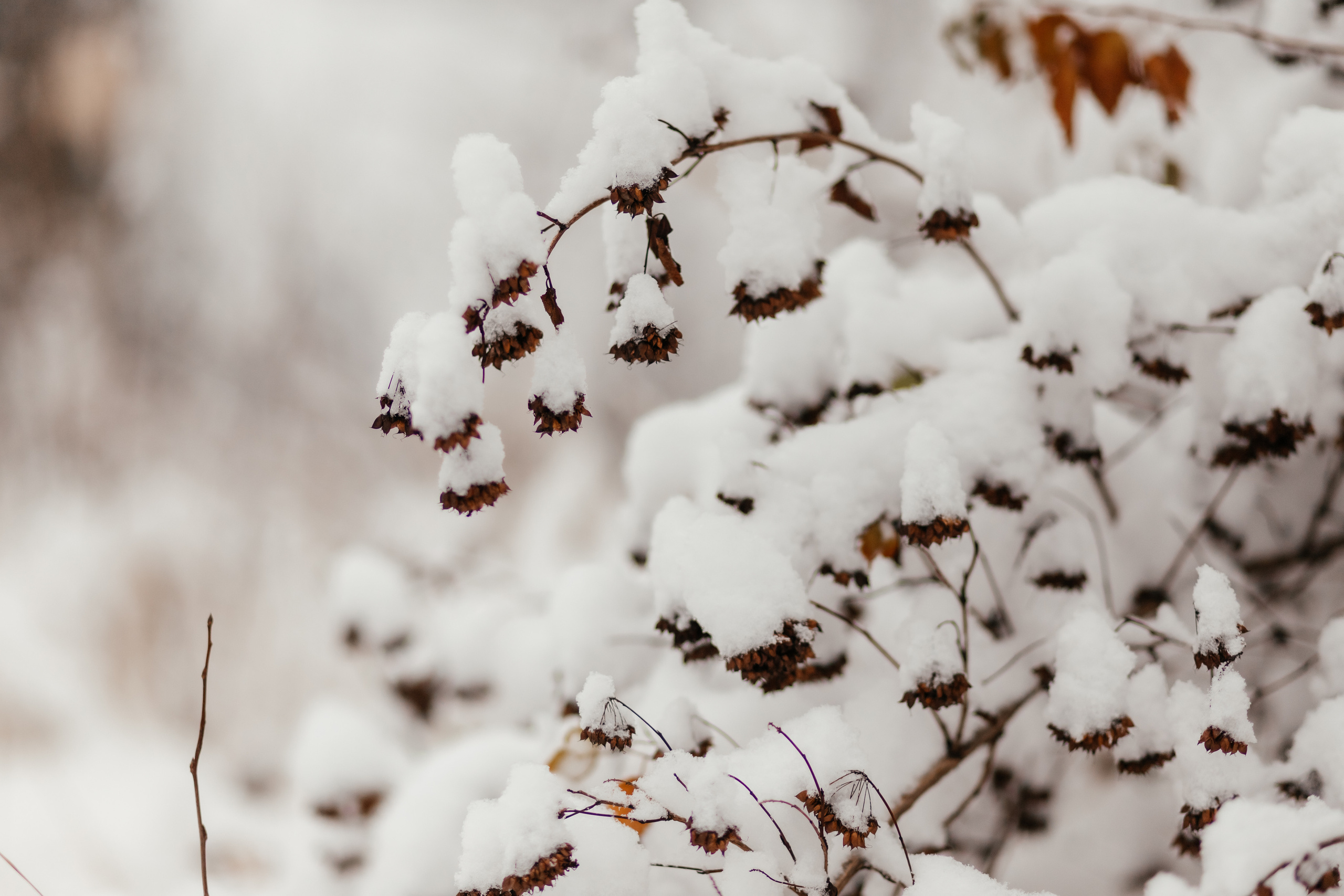 Лес. Сестрички. Семейный фотограф в Минске Приболовец Светлана