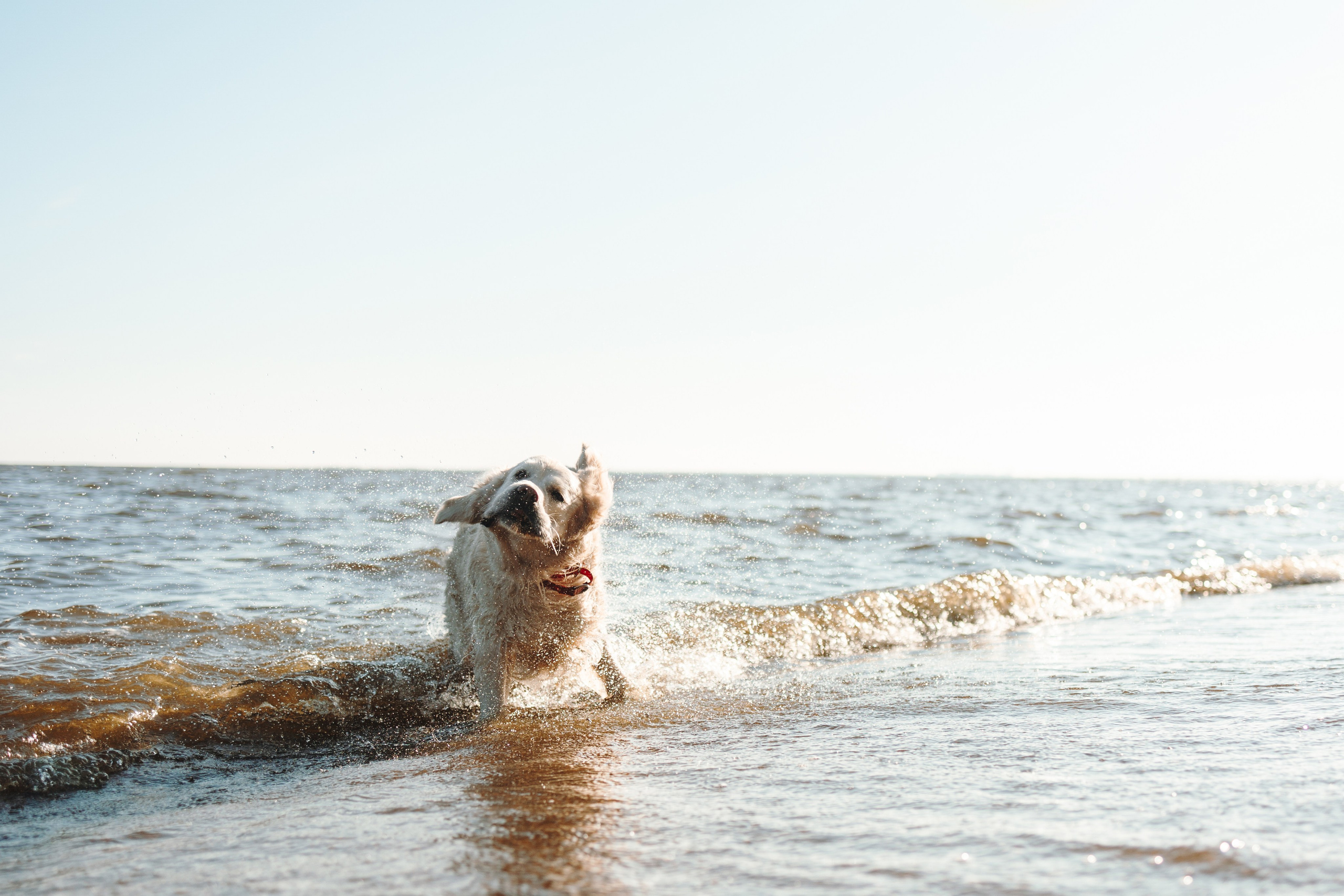 Катя и ее девочки. Фотограф — Анималист | Санкт-Петербург