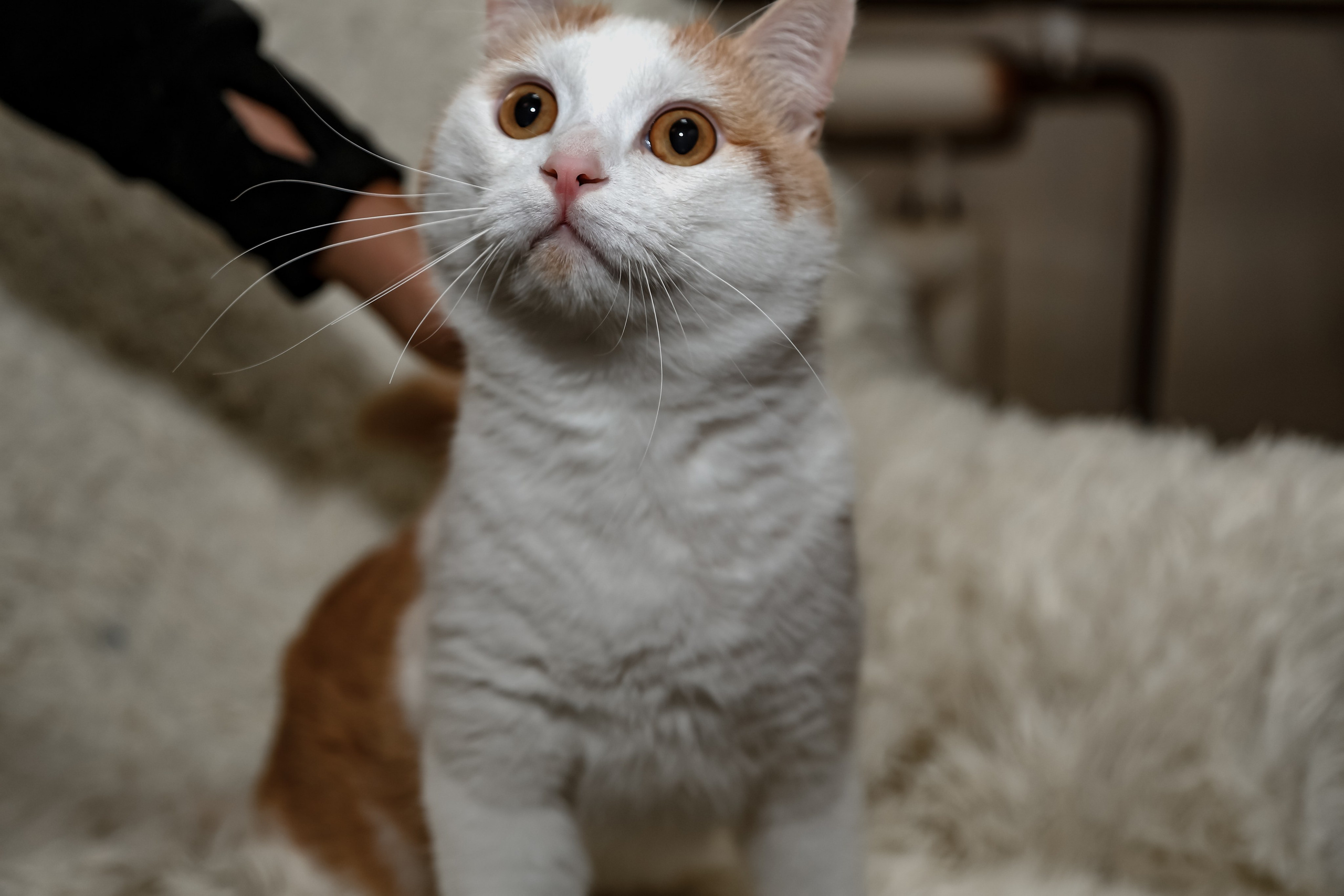 Приют Кошкин Дом Филимоша. Ваш фотограф в Оренбурге Рощупкина Екатерина