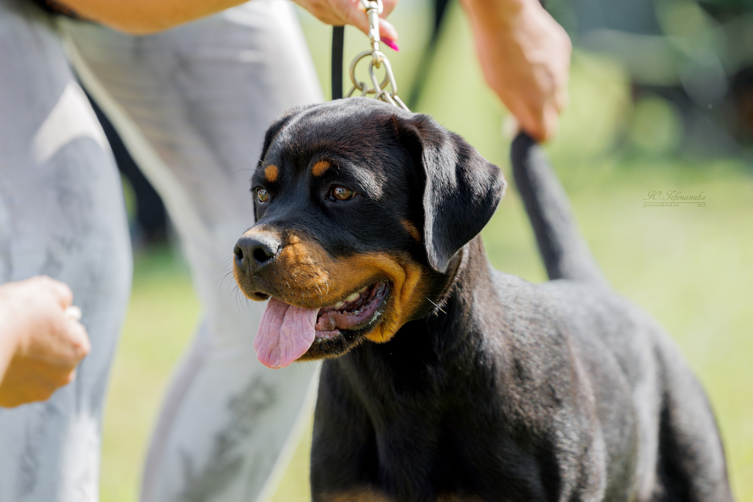 Нижний Новгород ротвейлеры 25.08.2024. Фотограф-анималист Юлия Германика